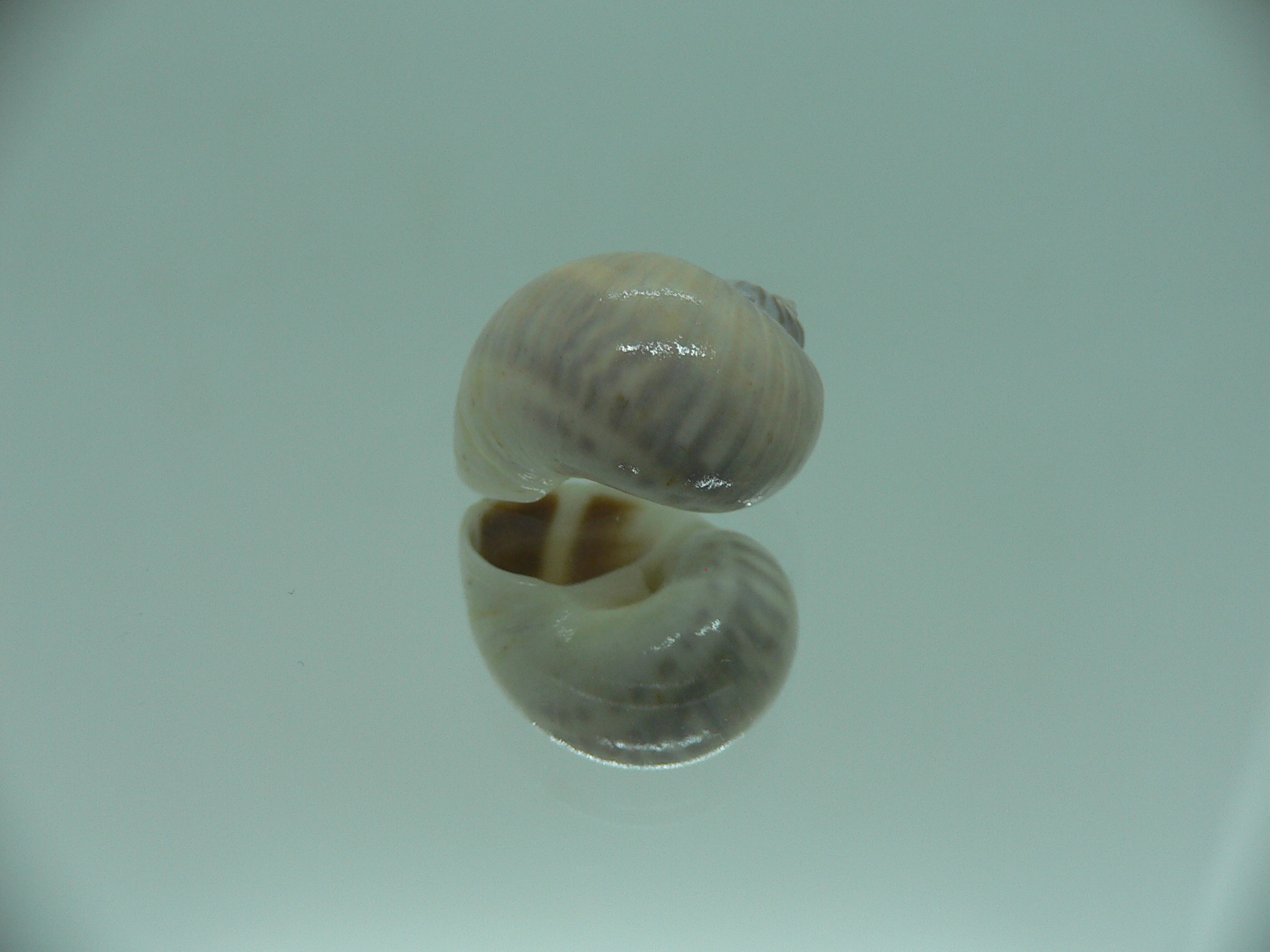 Notocochlis gualteriana