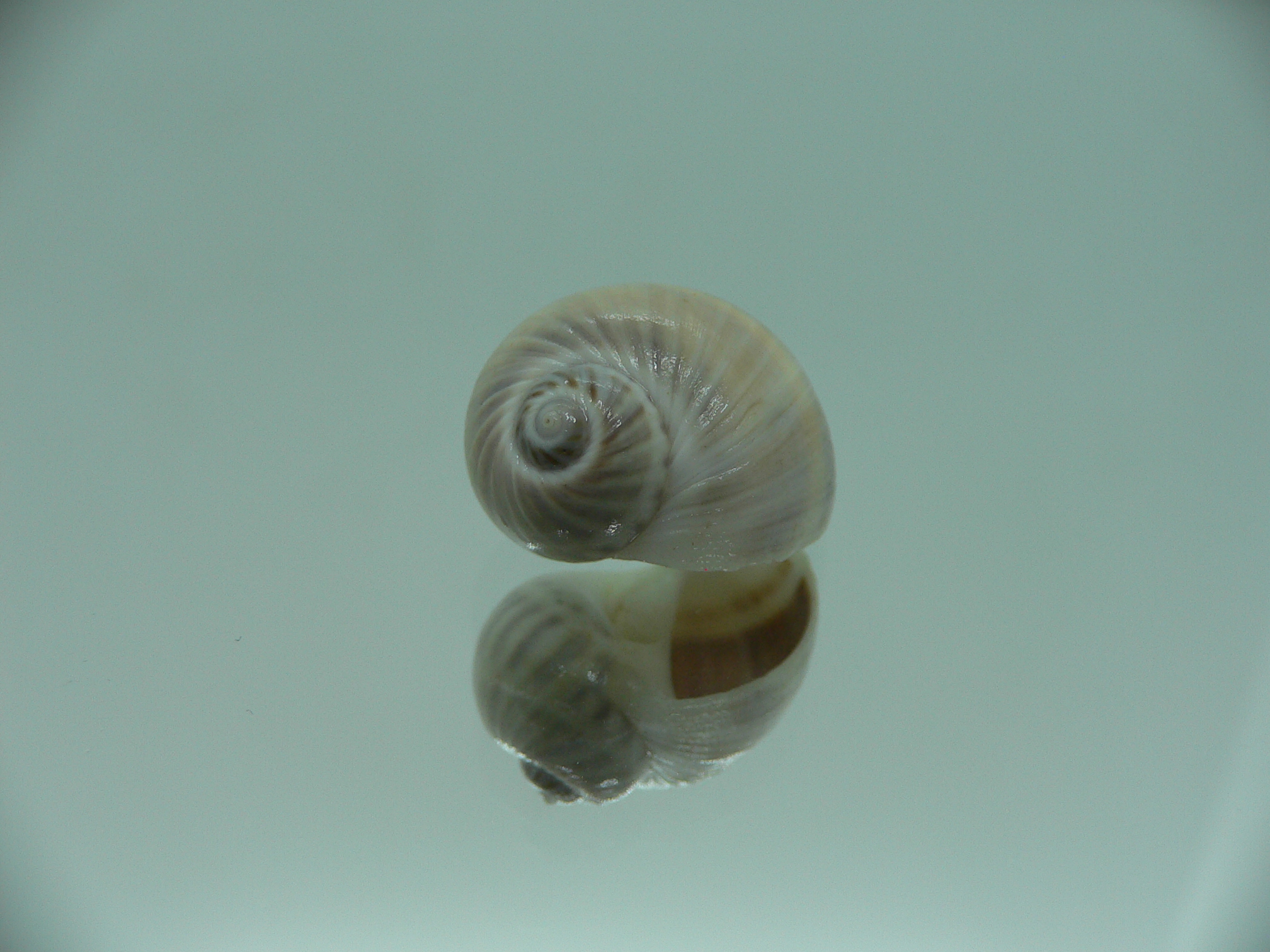 Notocochlis gualteriana