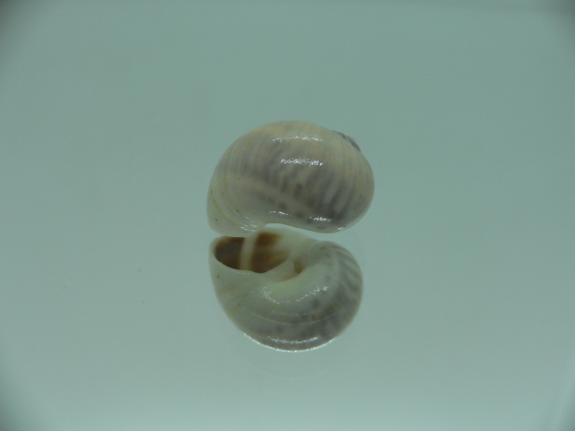 Notocochlis gualteriana