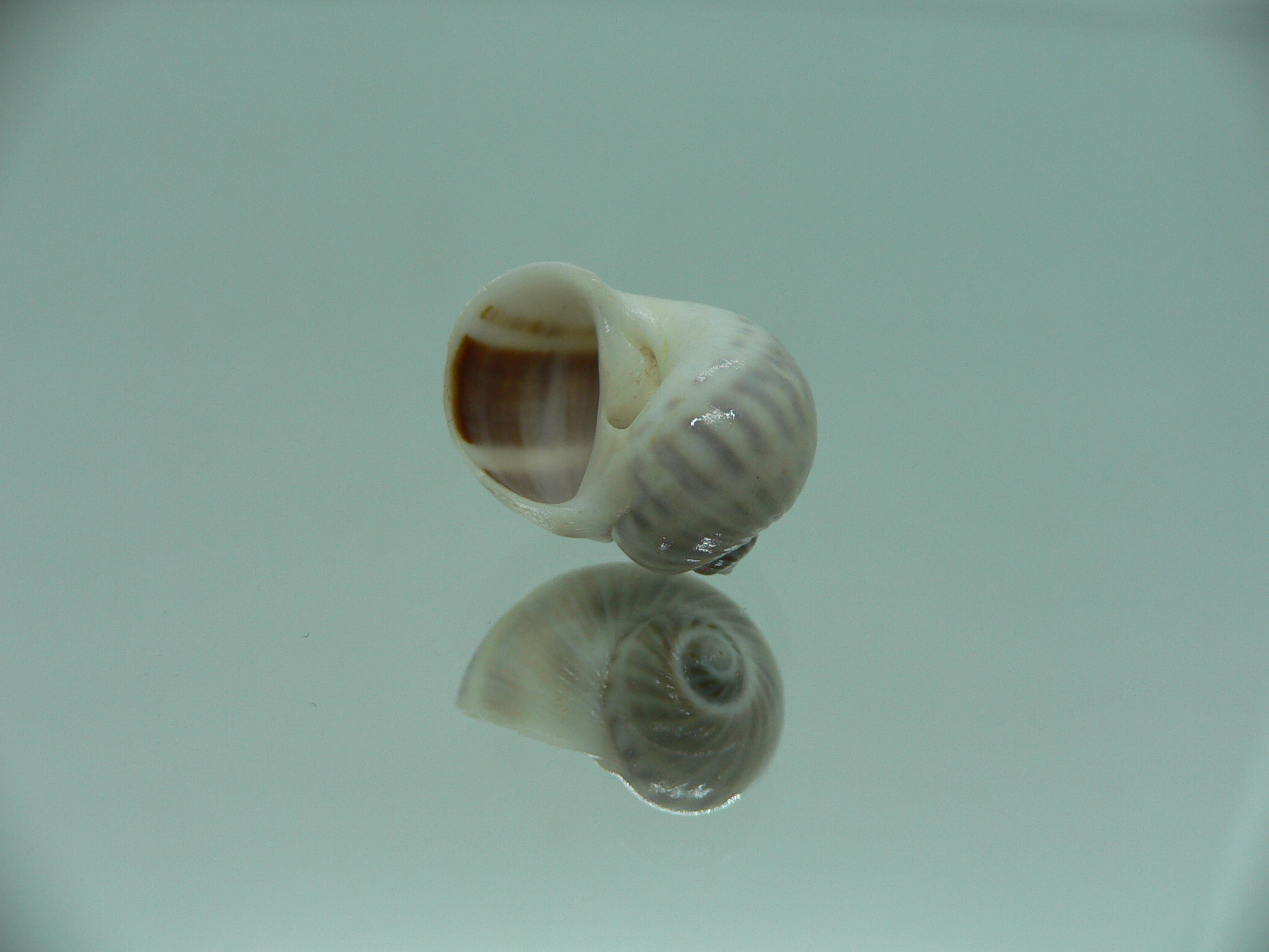 Notocochlis gualteriana