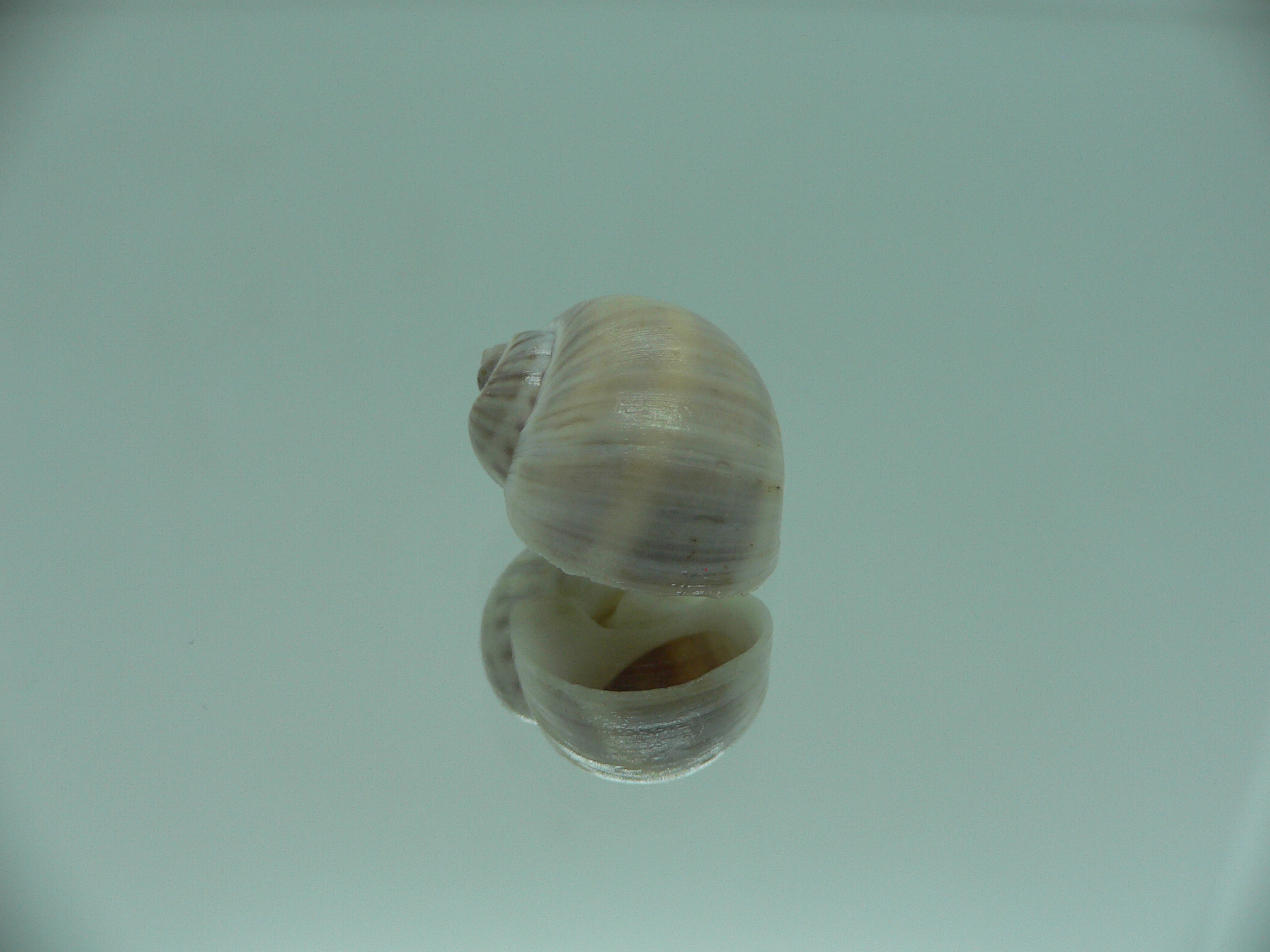 Notocochlis gualteriana