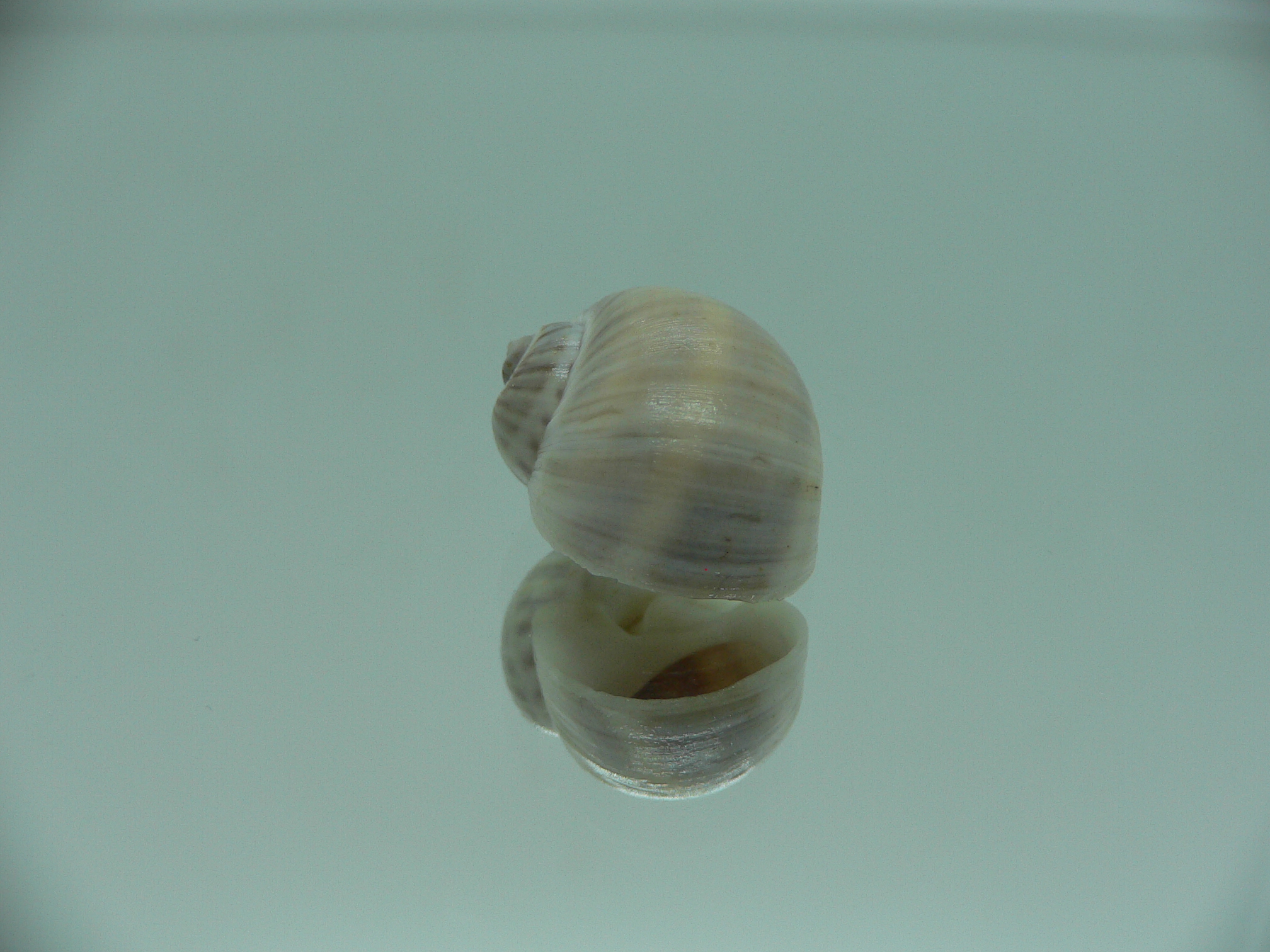 Notocochlis gualteriana