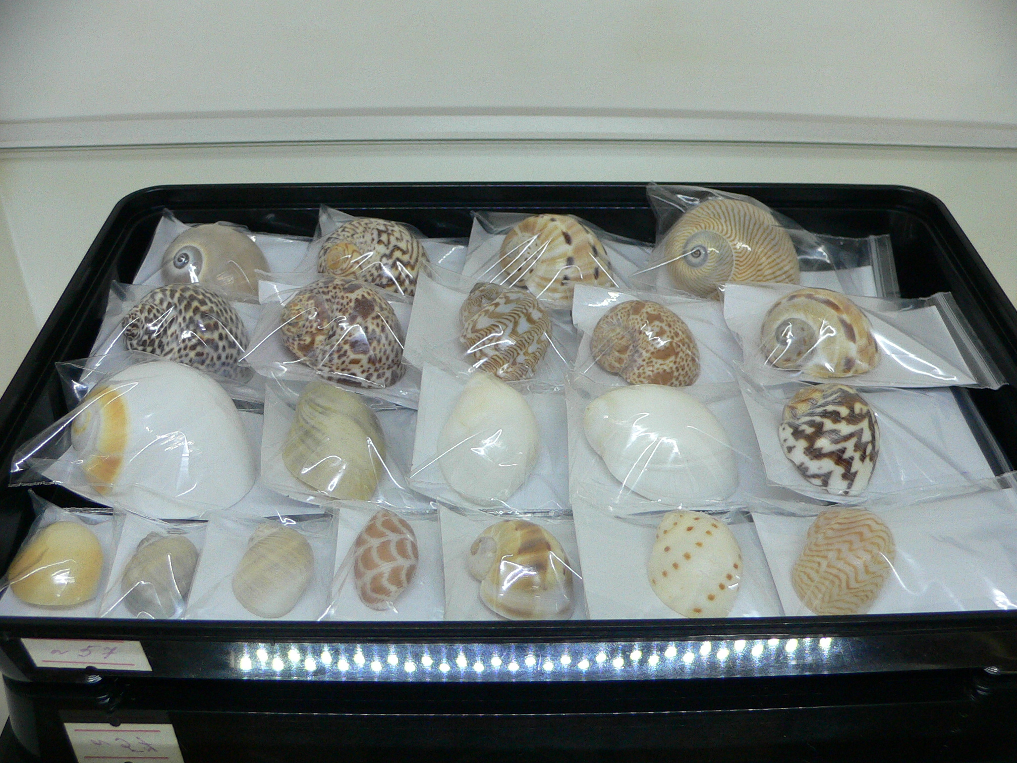 Notocochlis gualteriana