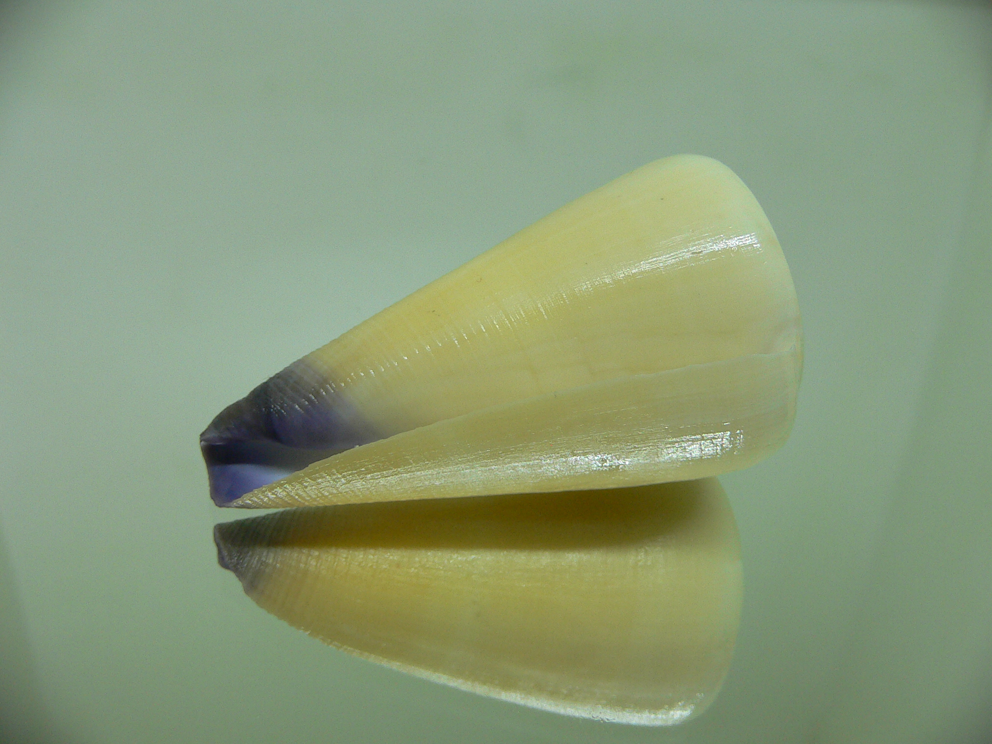 Conus virgo YELLOW