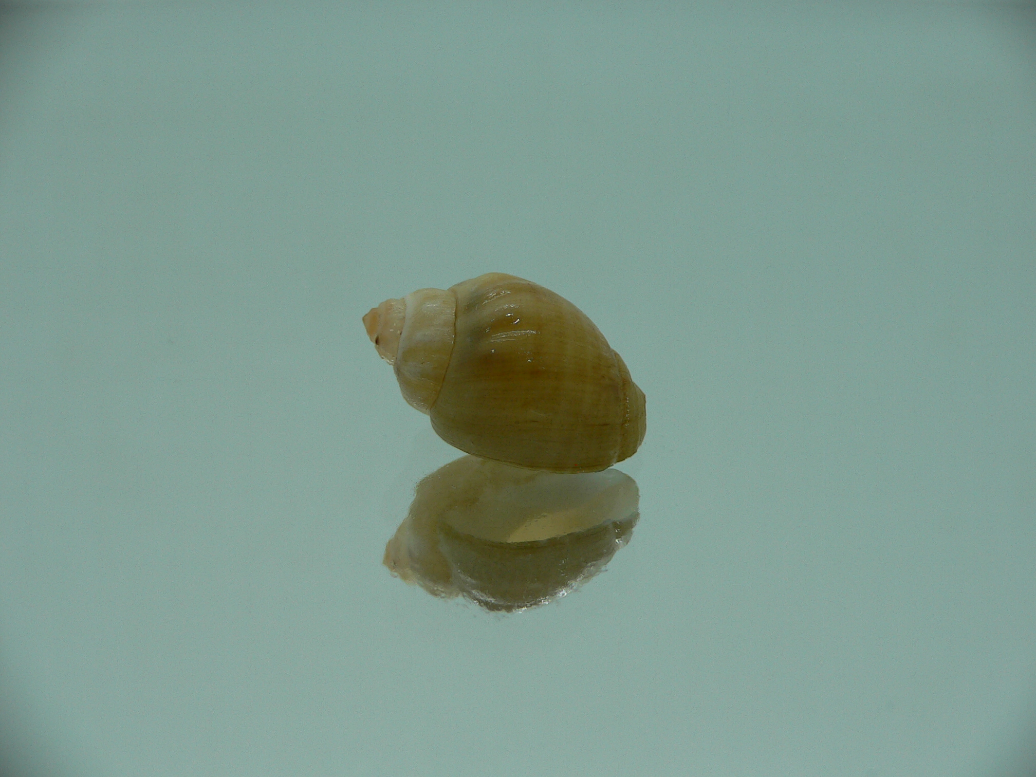 Nassodonta dorri (Oligohalinophila dorri) BIG & GLOBOSE