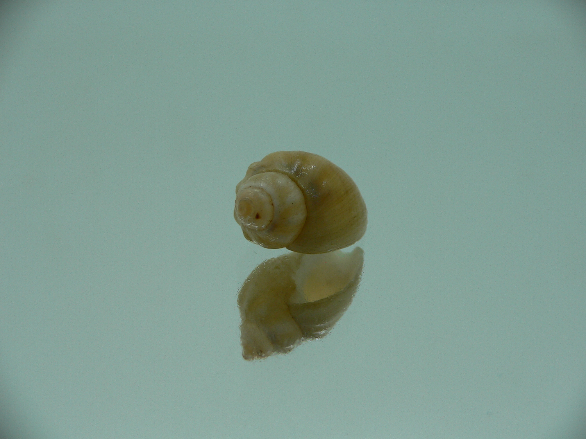 Nassodonta dorri (Oligohalinophila dorri) BIG & GLOBOSE