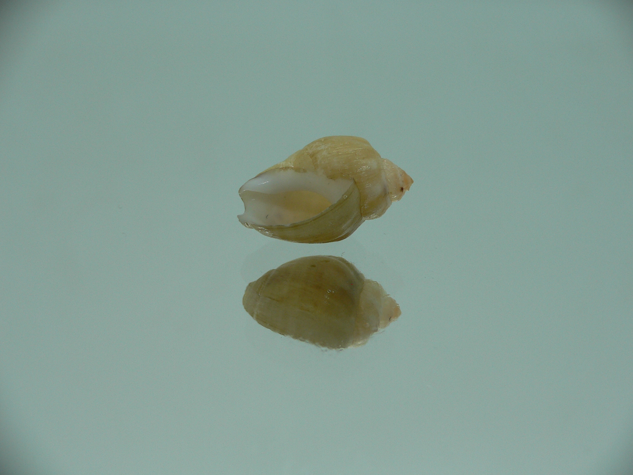 Nassodonta dorri (Oligohalinophila dorri) BIG & GLOBOSE