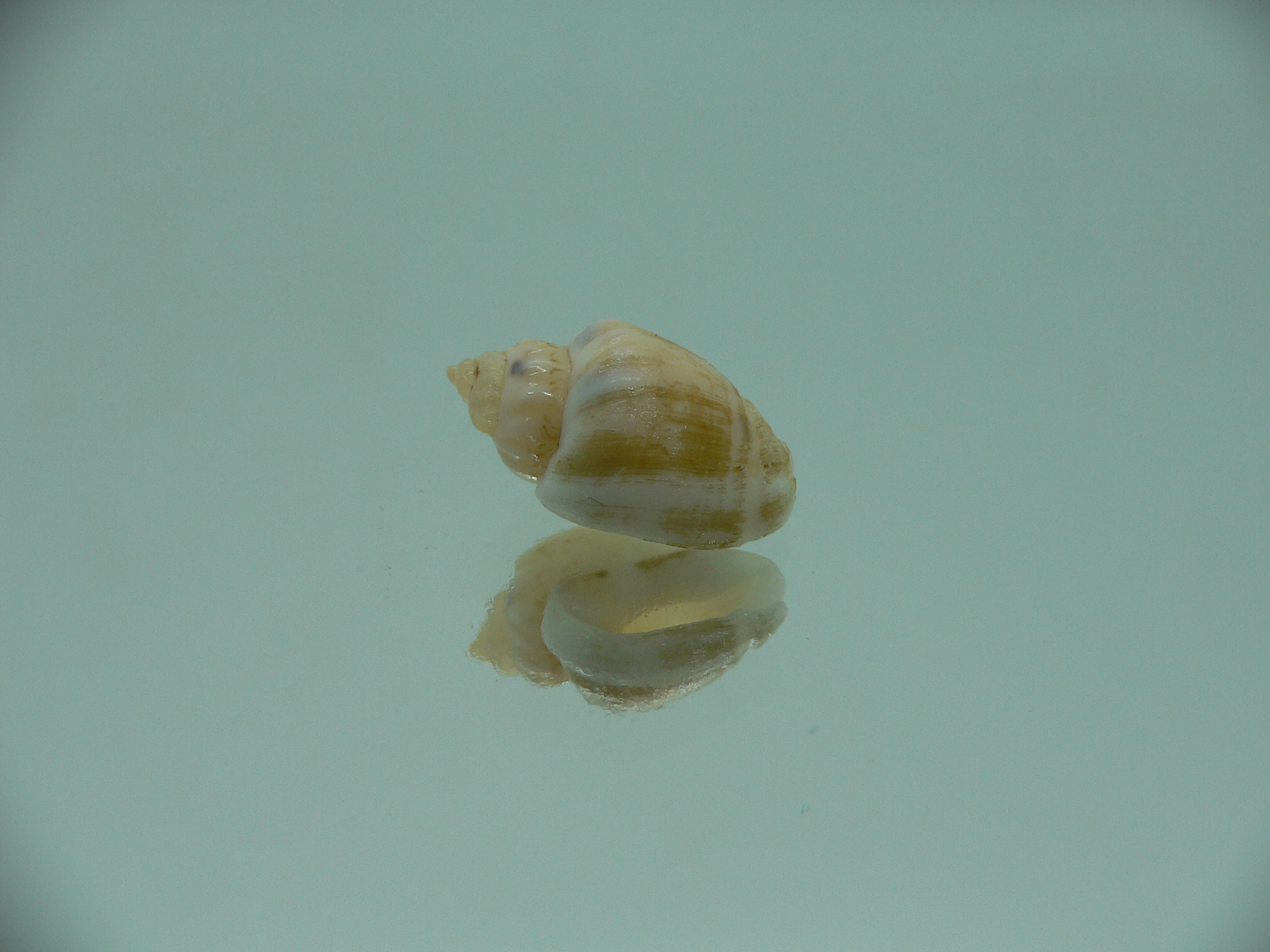 Nassodonta dorri (Oligohalinophila dorri) BIG & GLOBOSE