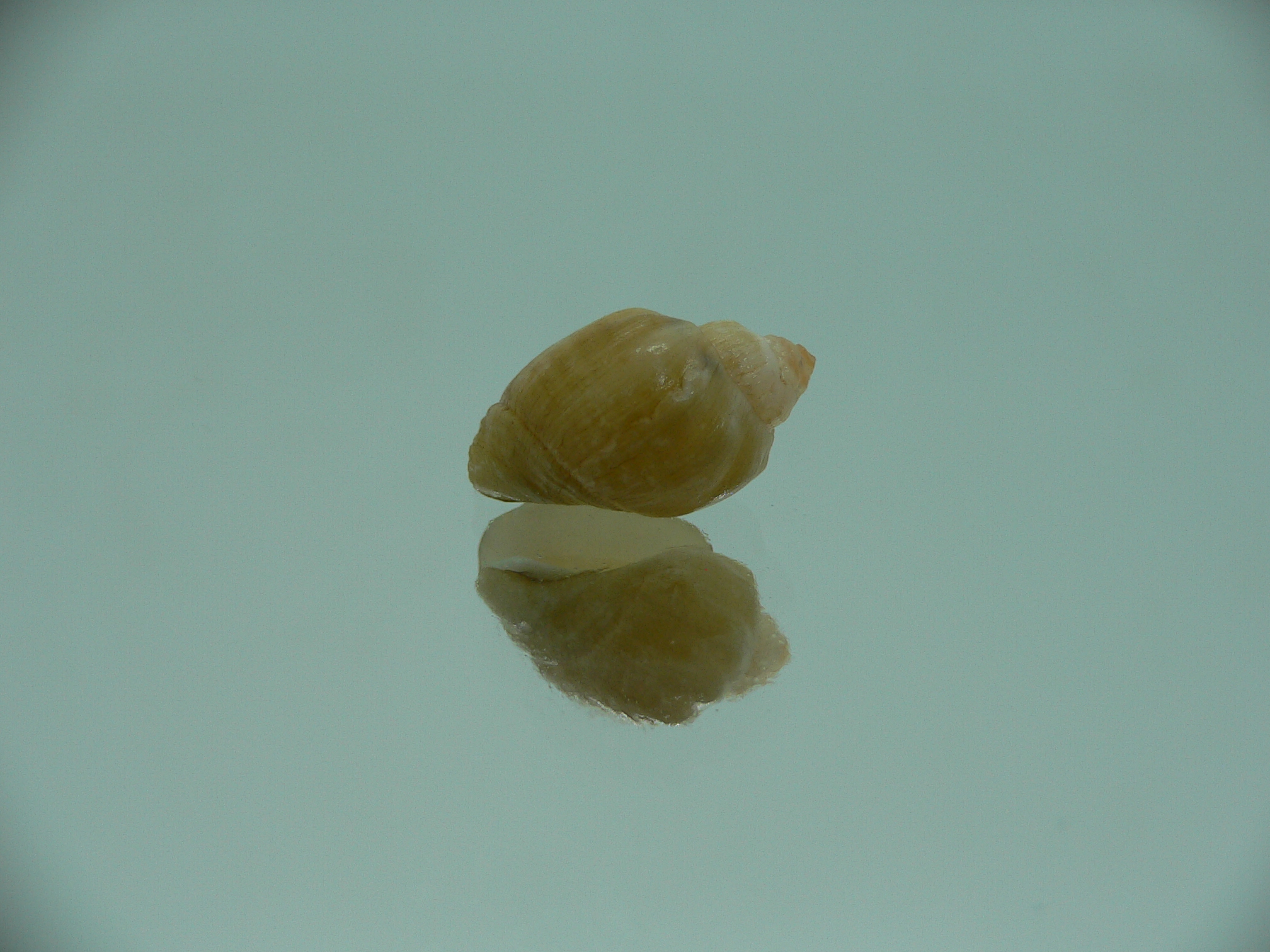 Nassodonta dorri (Oligohalinophila dorri) BIG & GLOBOSE