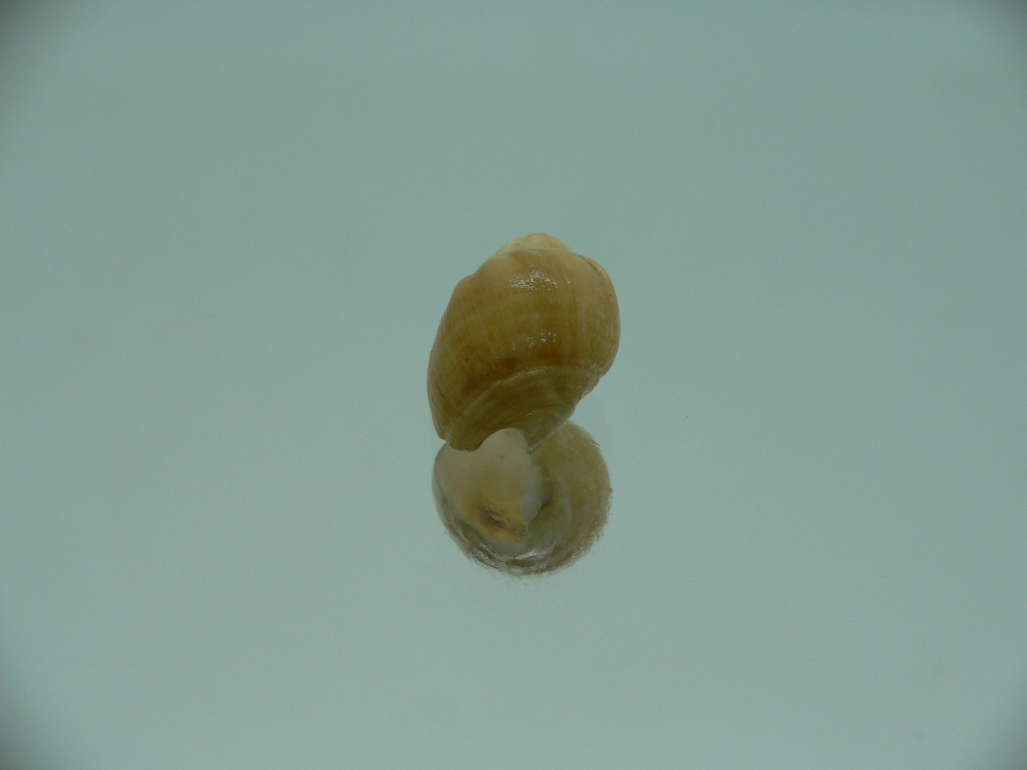 Nassodonta dorri (Oligohalinophila dorri) BIG & GLOBOSE