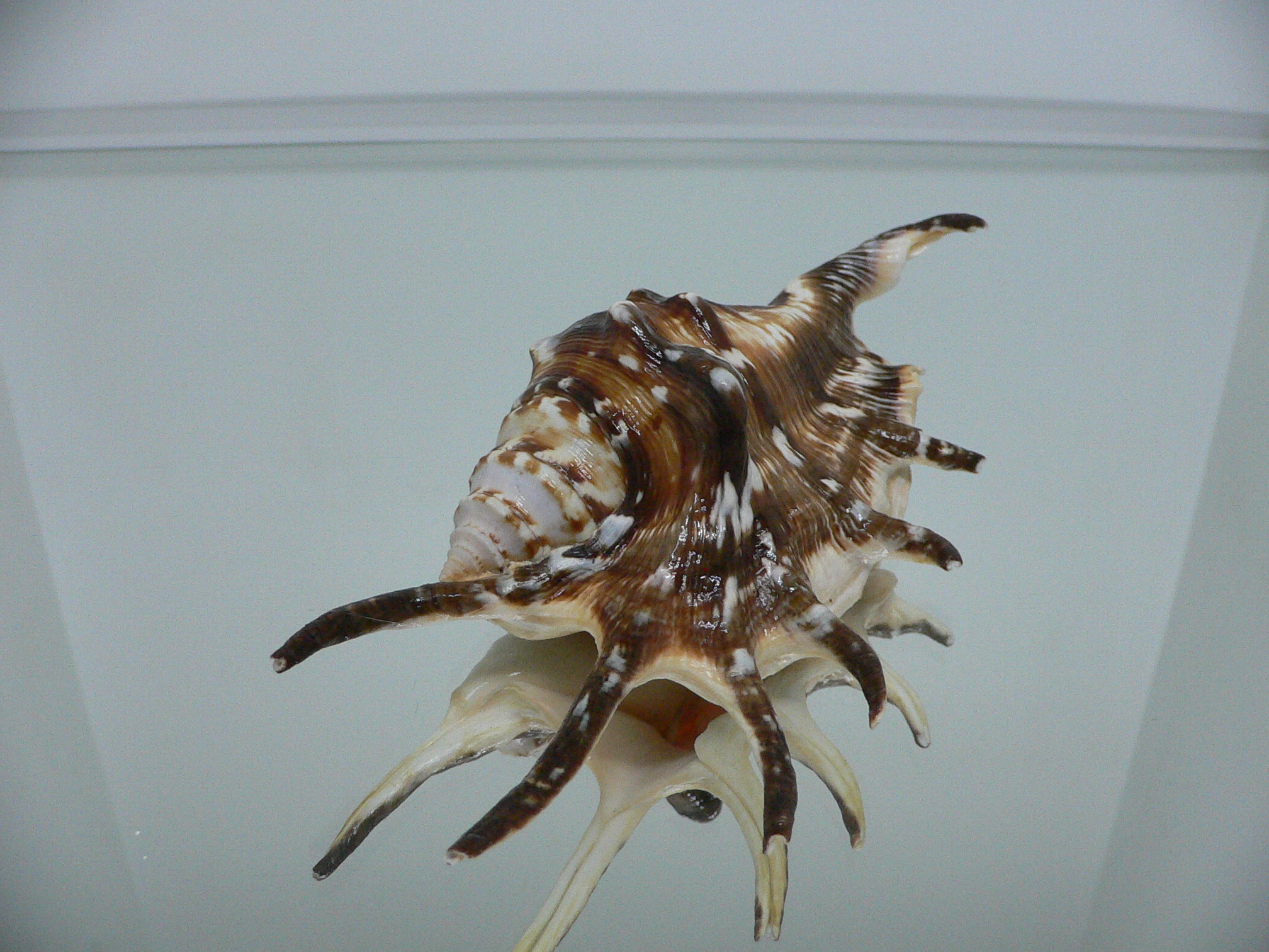 Lambis lambis DARK STRIPED