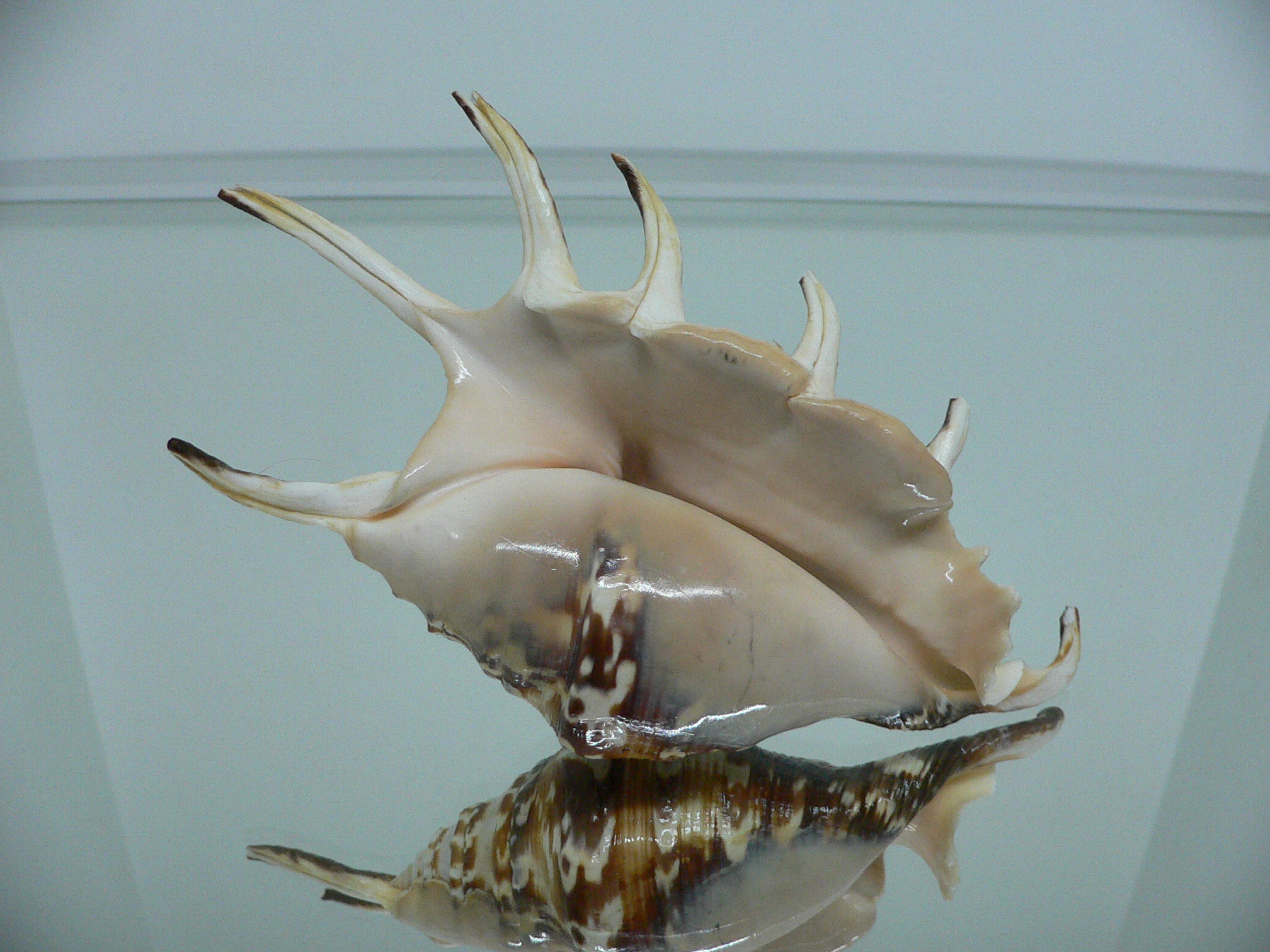 Lambis lambis DARK STRIPED