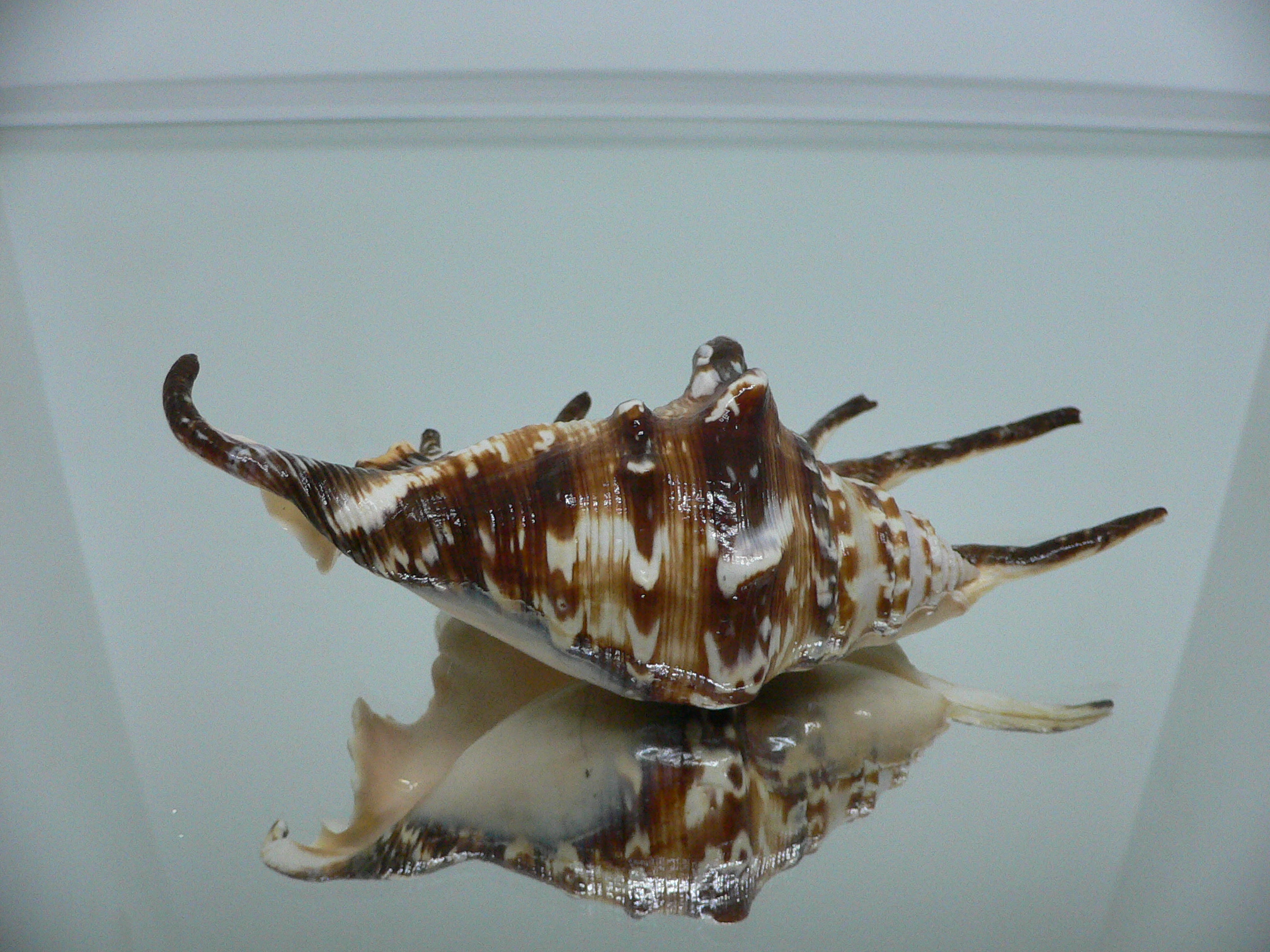 Lambis lambis DARK STRIPED