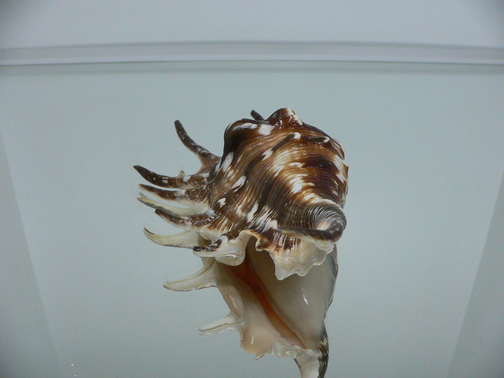 Lambis lambis DARK STRIPED