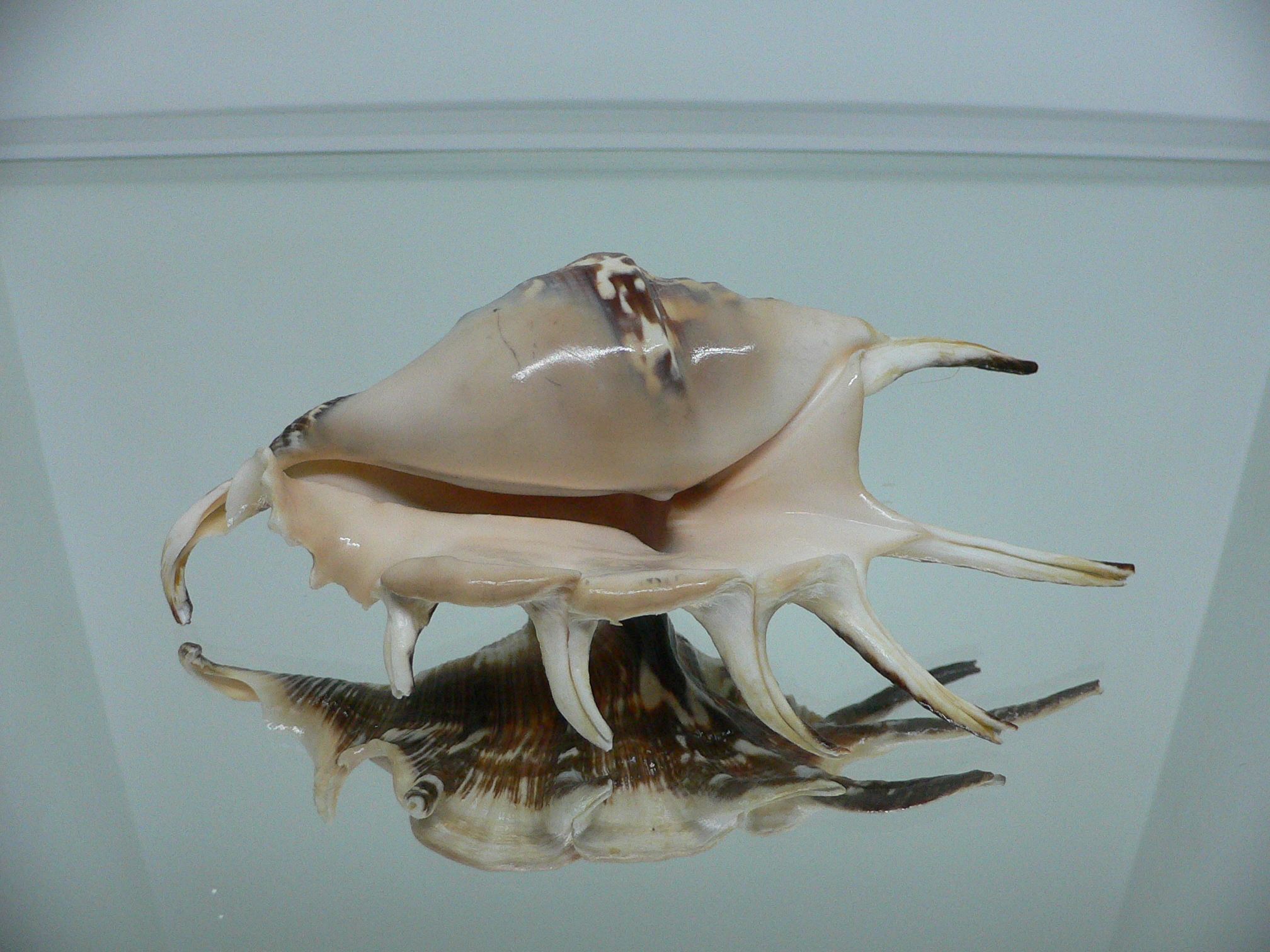 Lambis lambis DARK STRIPED