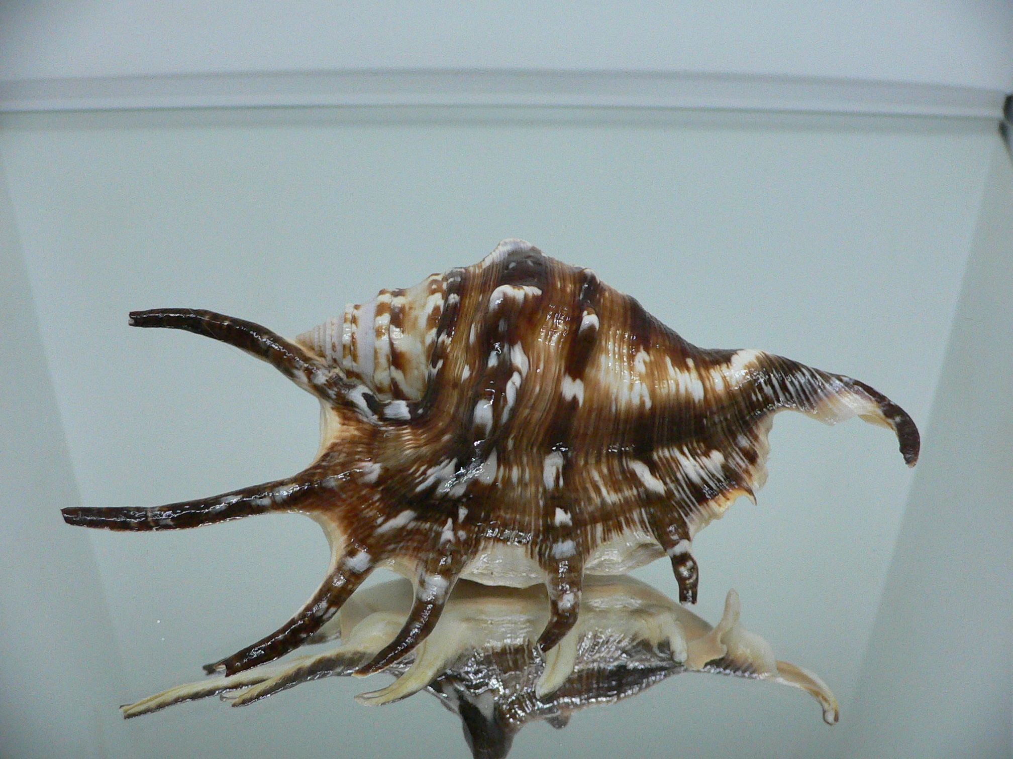 Lambis lambis DARK STRIPED