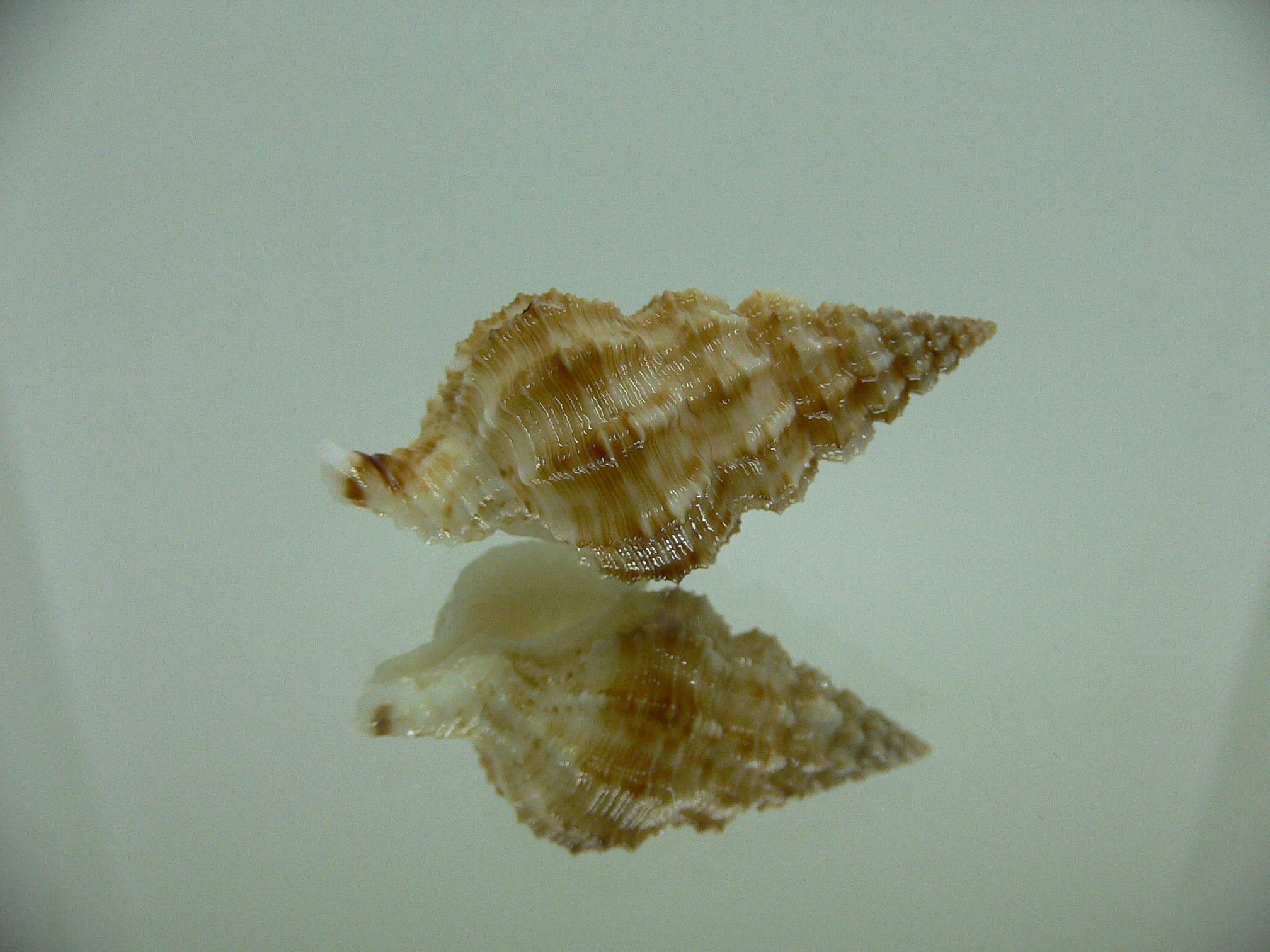 Nassaria amboynensis