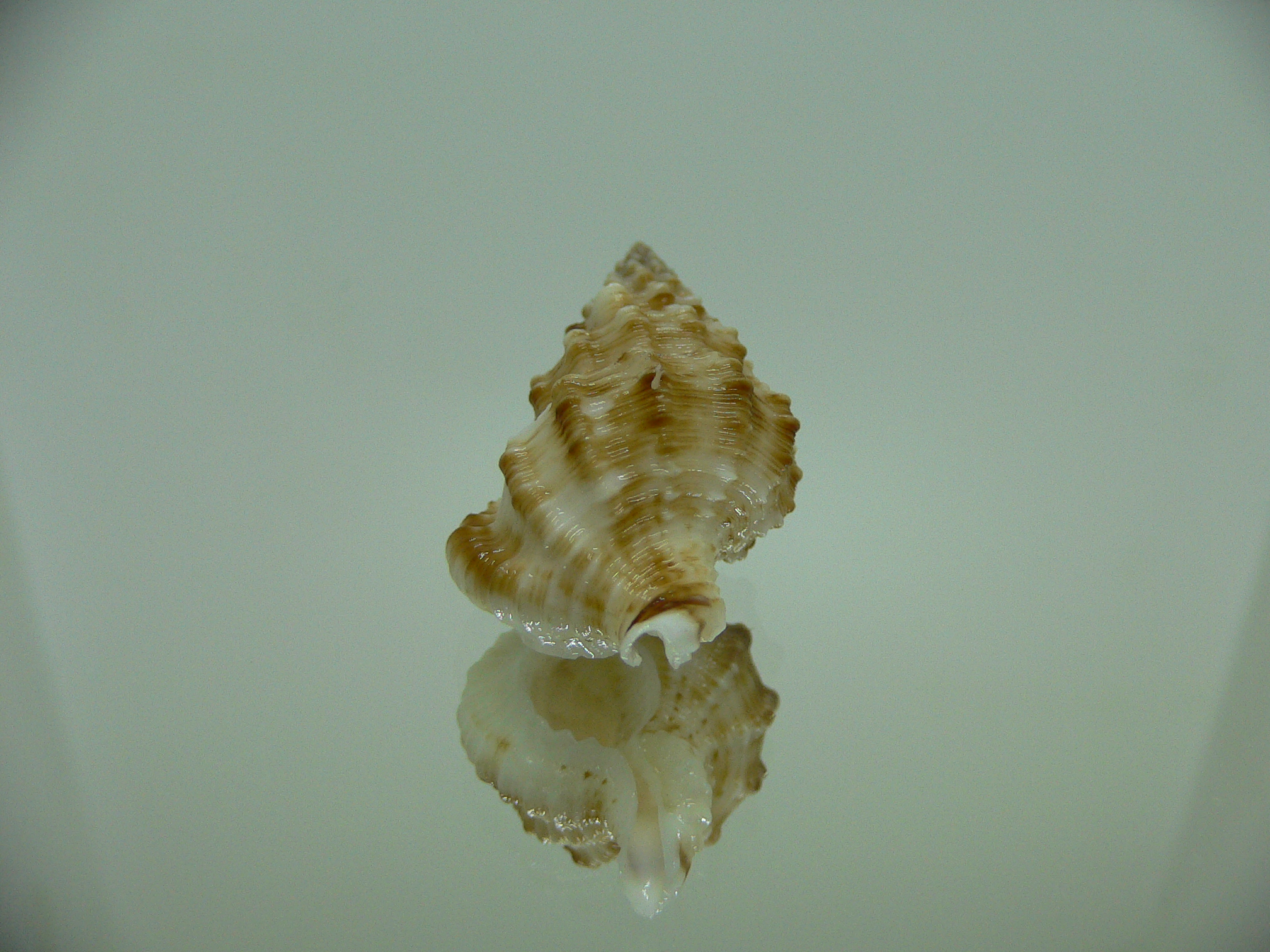 Nassaria amboynensis