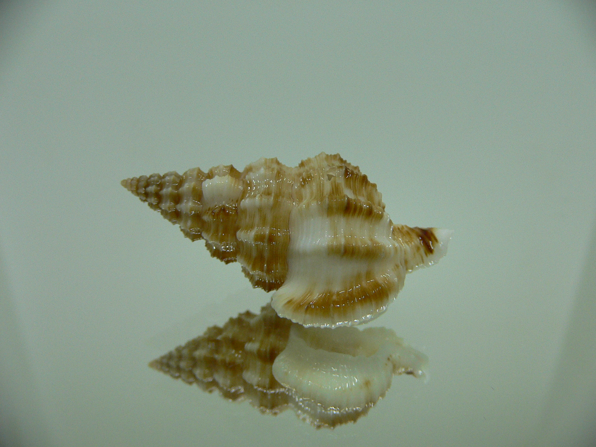 Nassaria amboynensis