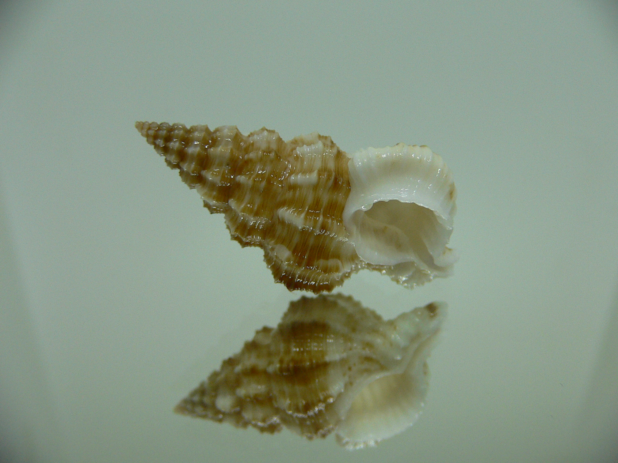 Nassaria amboynensis