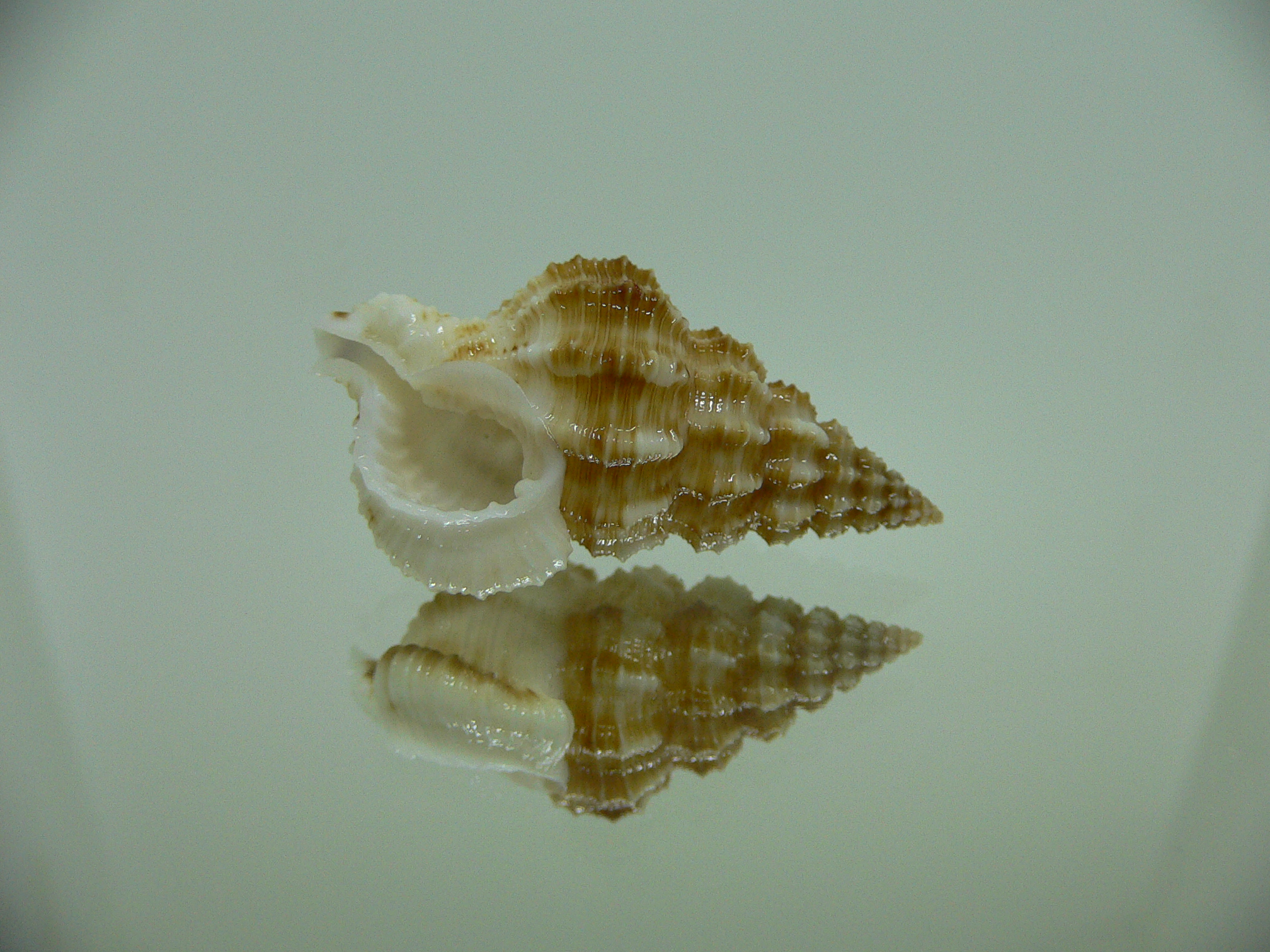 Nassaria amboynensis