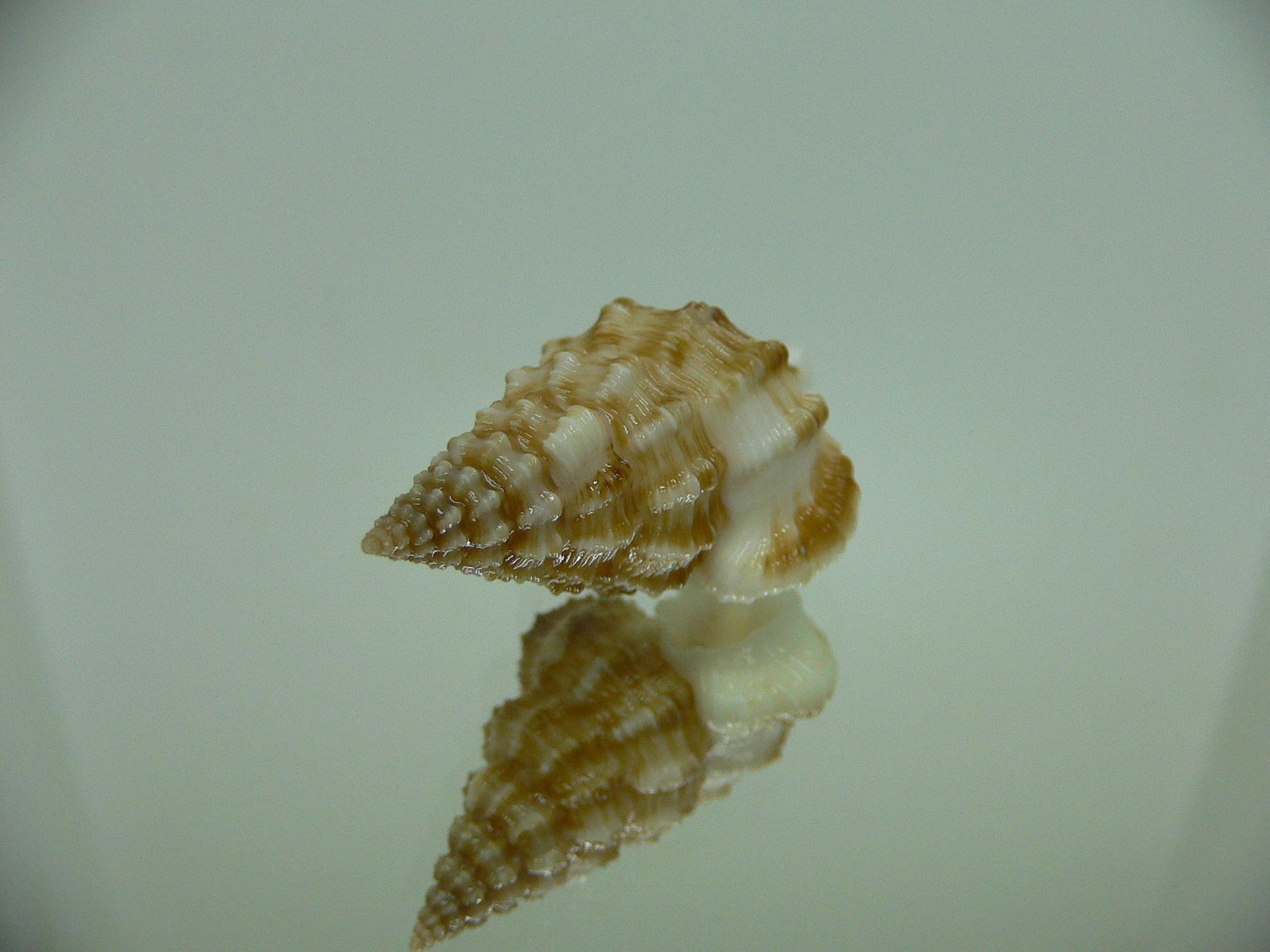 Nassaria amboynensis
