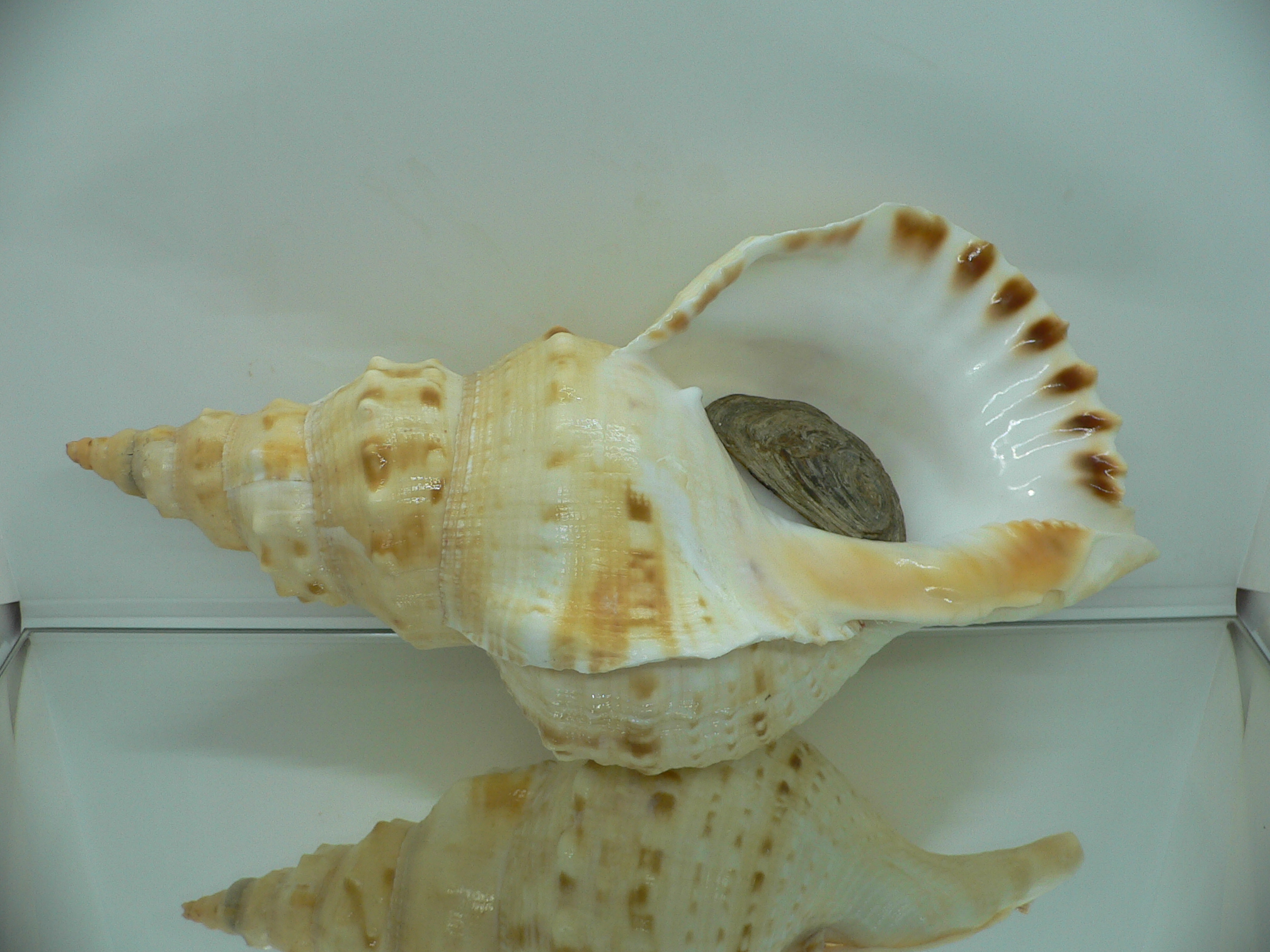 Charonia sauliae macilenta VERY BIG САМКА