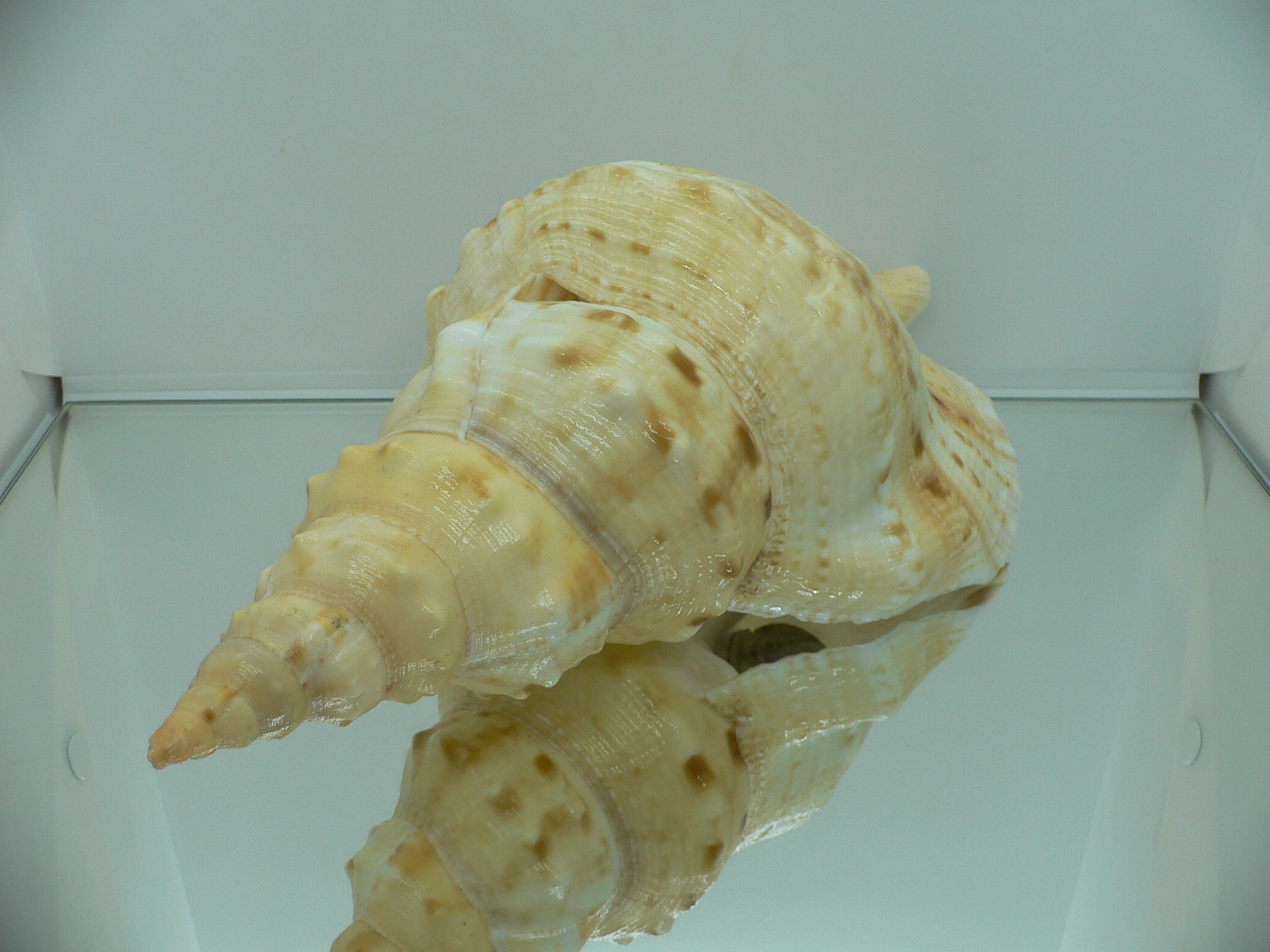 Charonia sauliae macilenta VERY BIG САМКА