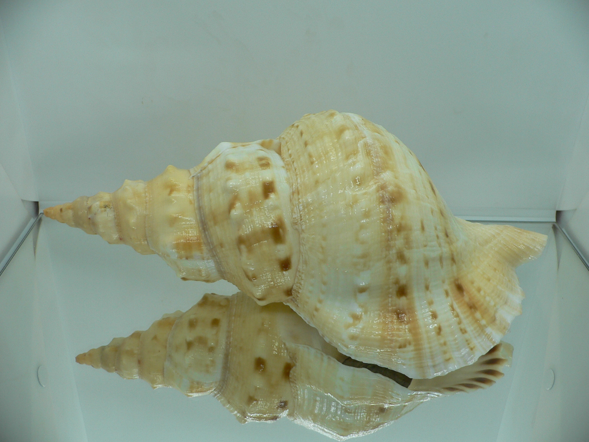 Charonia sauliae macilenta VERY BIG САМКА