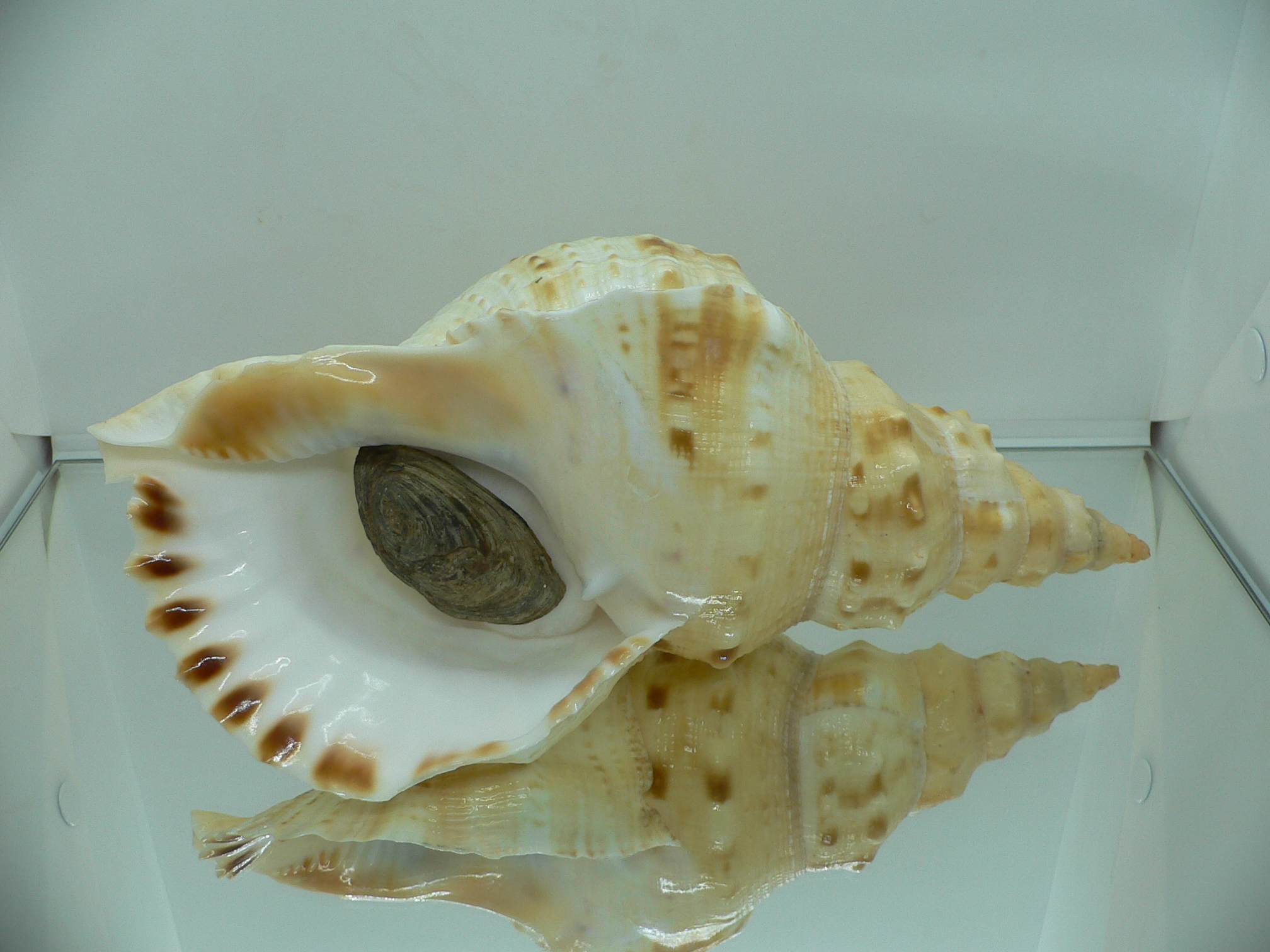 Charonia sauliae macilenta VERY BIG САМКА