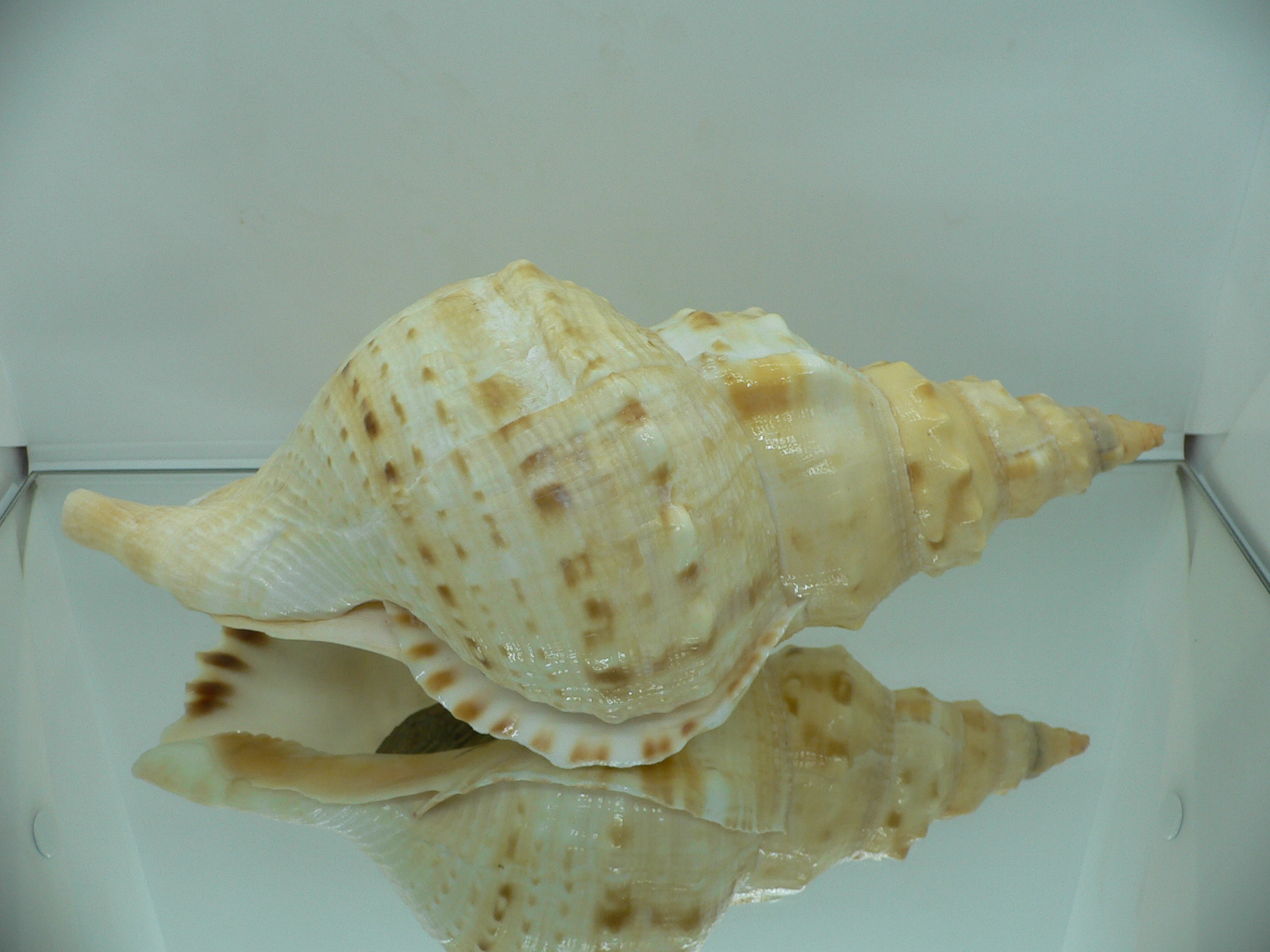 Charonia sauliae macilenta VERY BIG САМКА