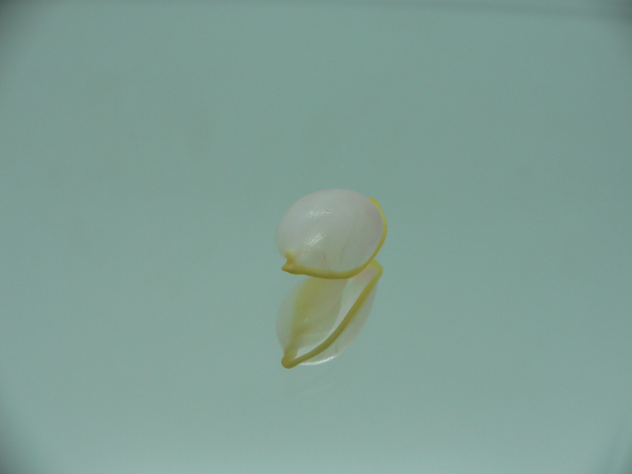 Contrasimnia xanthochila