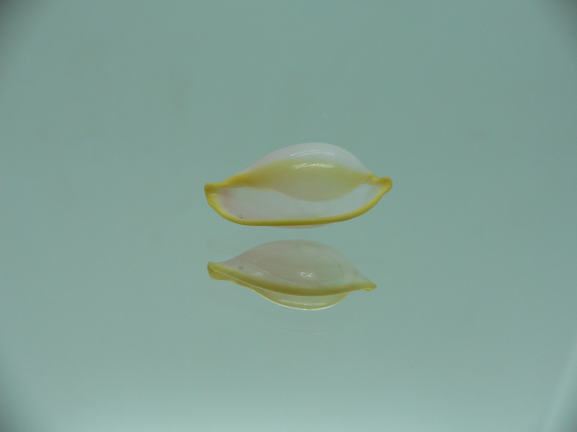 Contrasimnia xanthochila