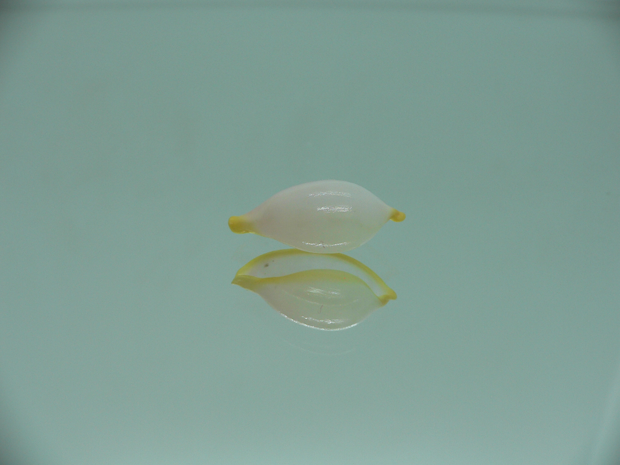 Contrasimnia xanthochila