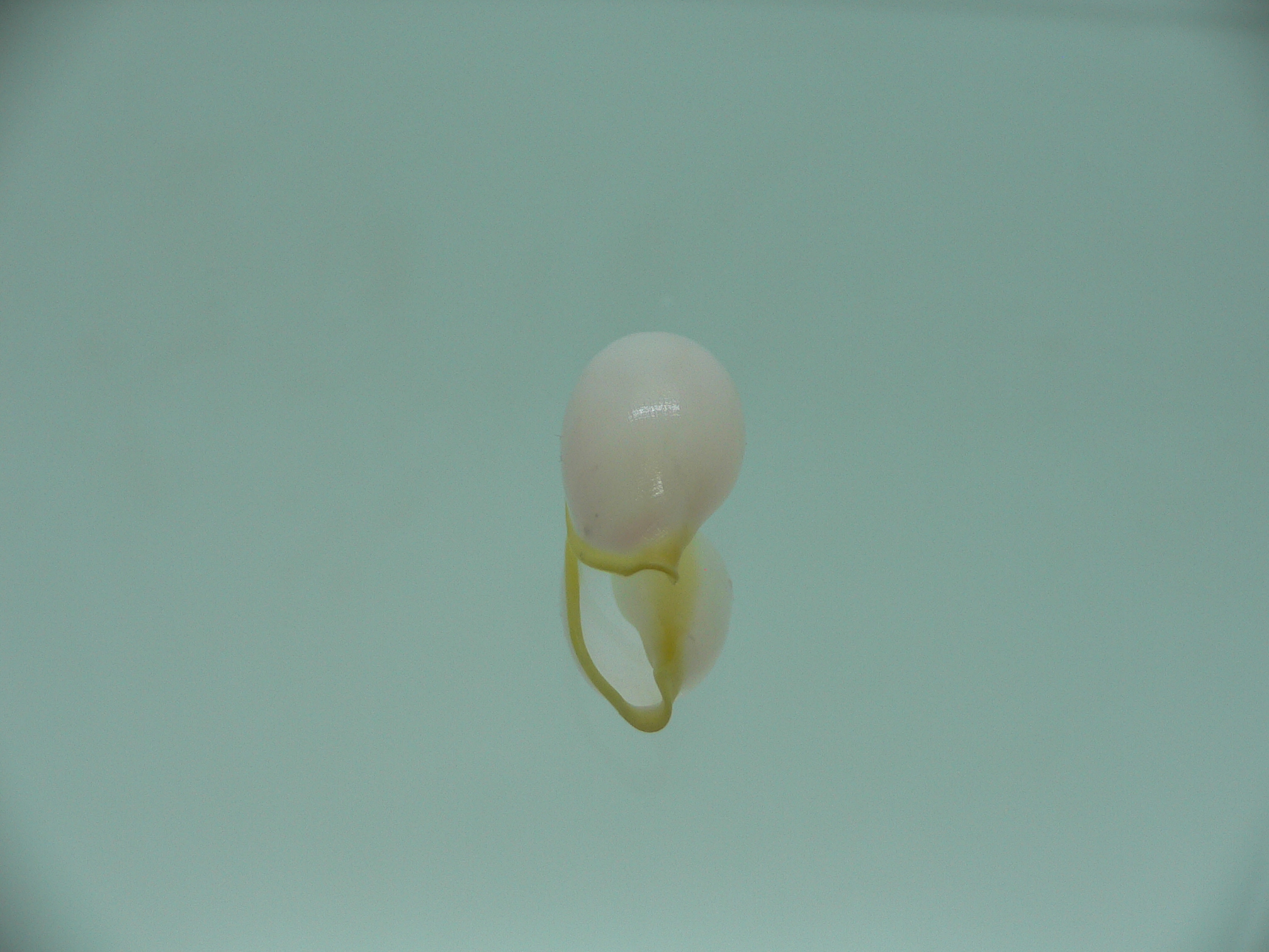 Contrasimnia xanthochila