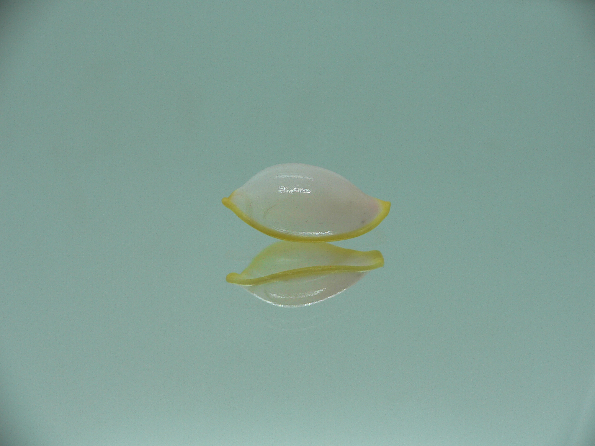 Contrasimnia xanthochila