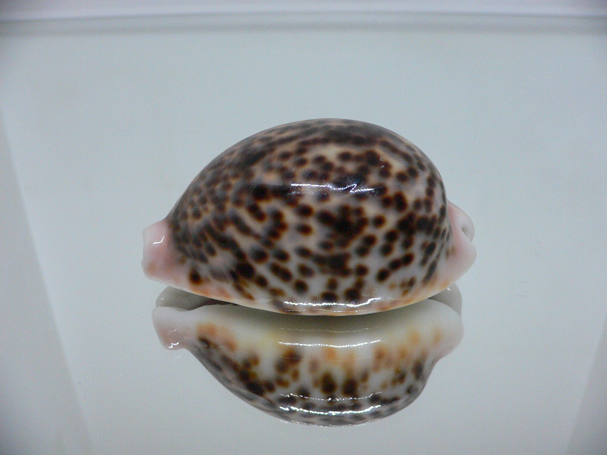 Cypraea pantherina QUEEN