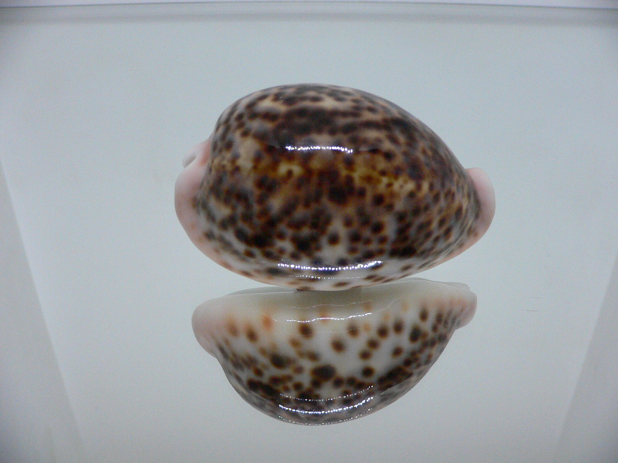 Cypraea pantherina QUEEN