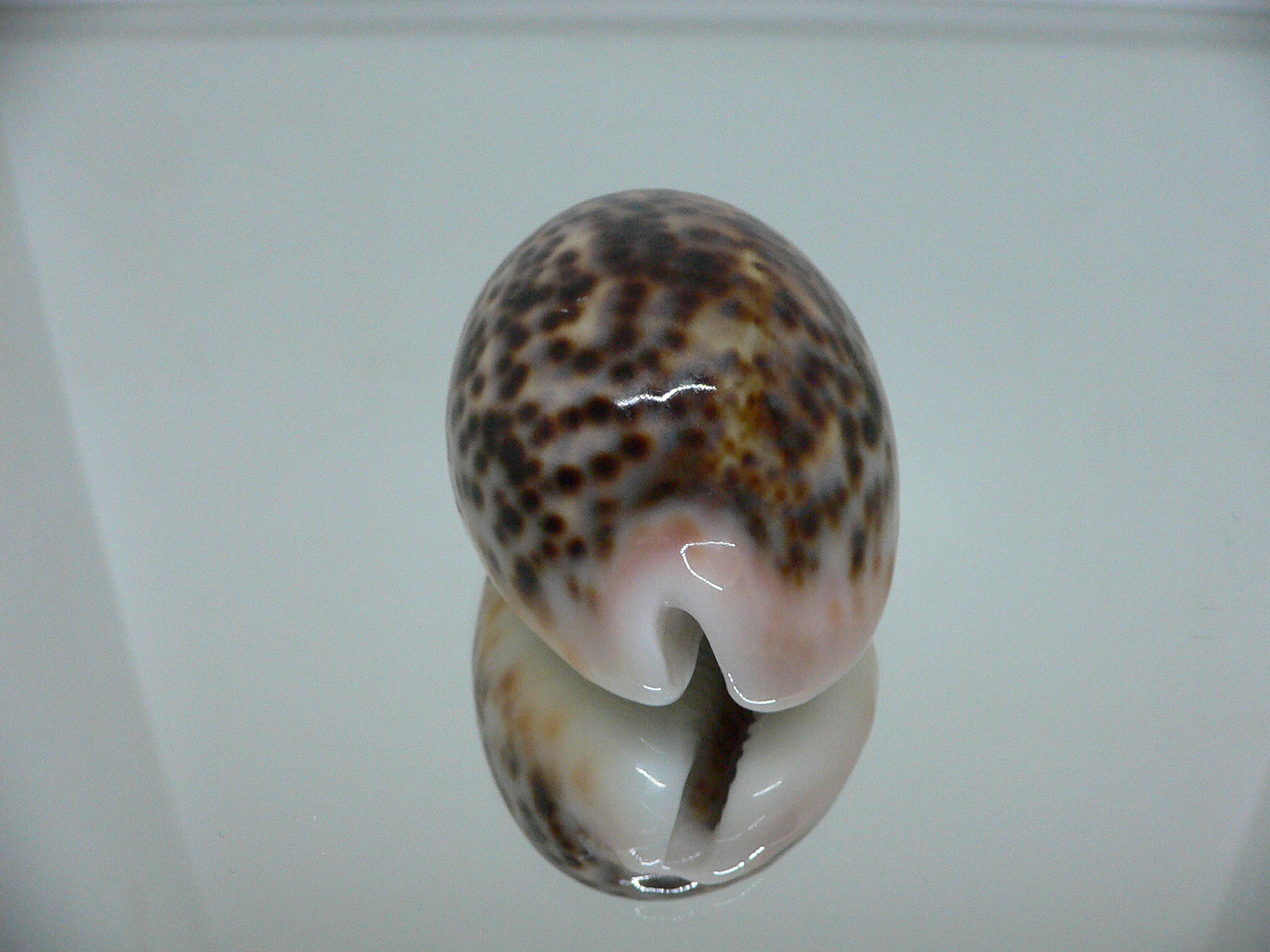 Cypraea pantherina QUEEN