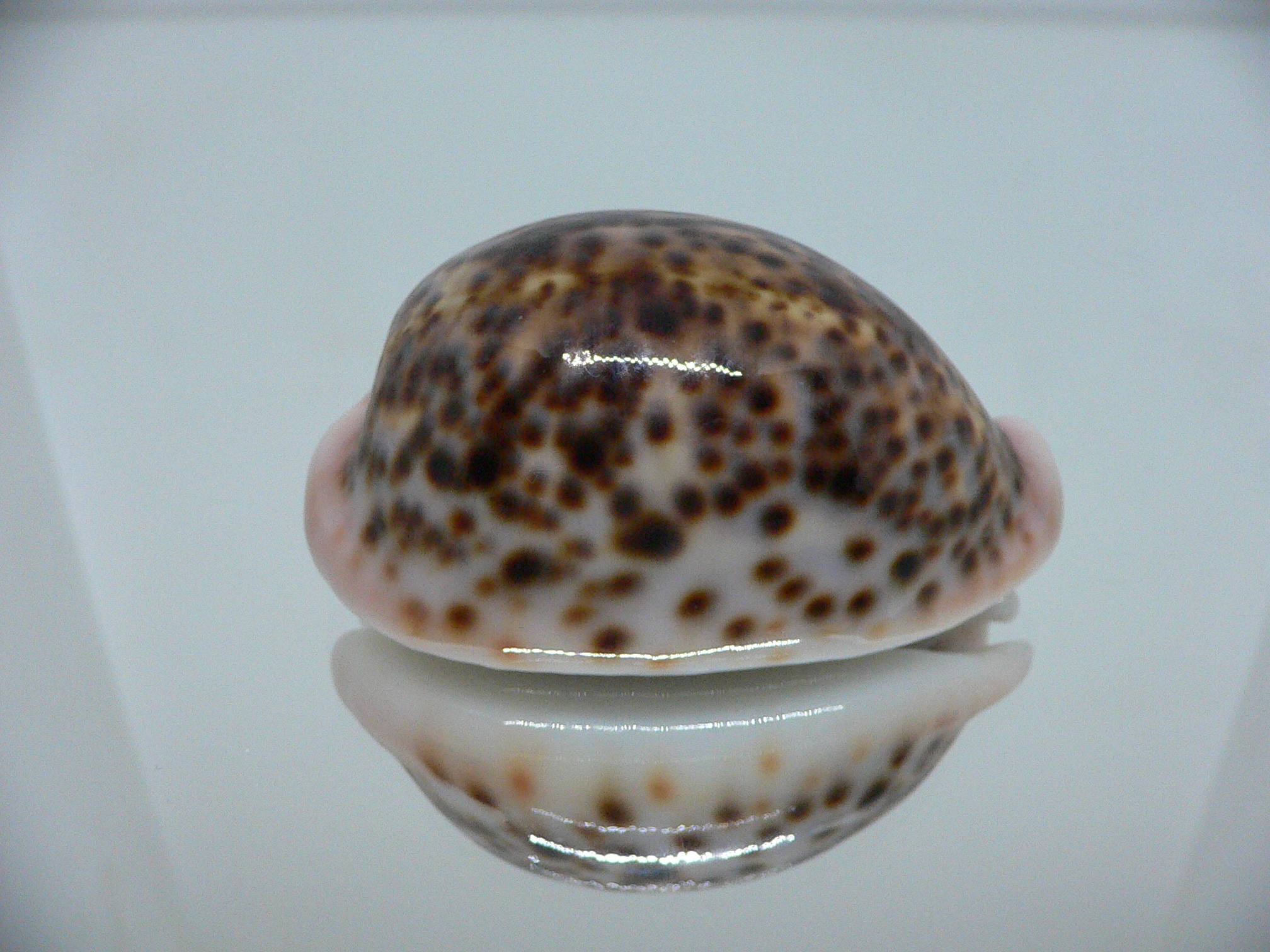 Cypraea pantherina QUEEN