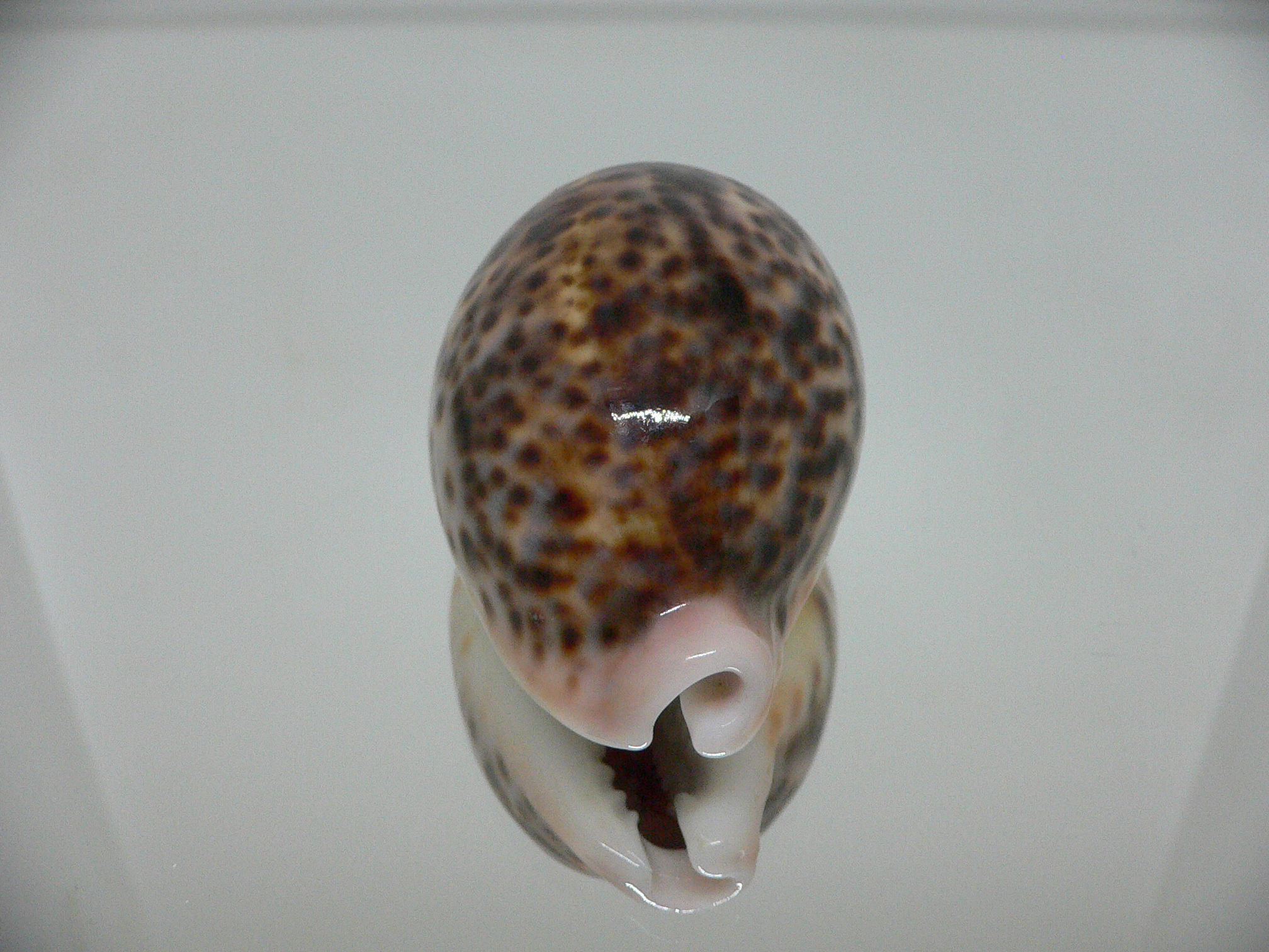 Cypraea pantherina QUEEN