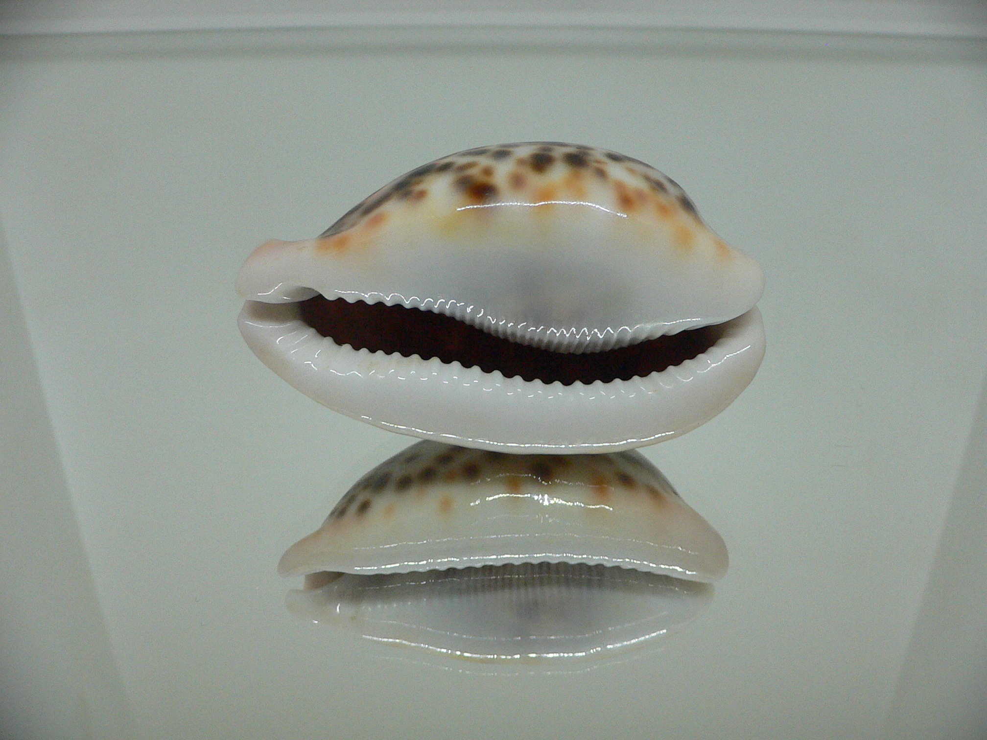 Cypraea pantherina QUEEN