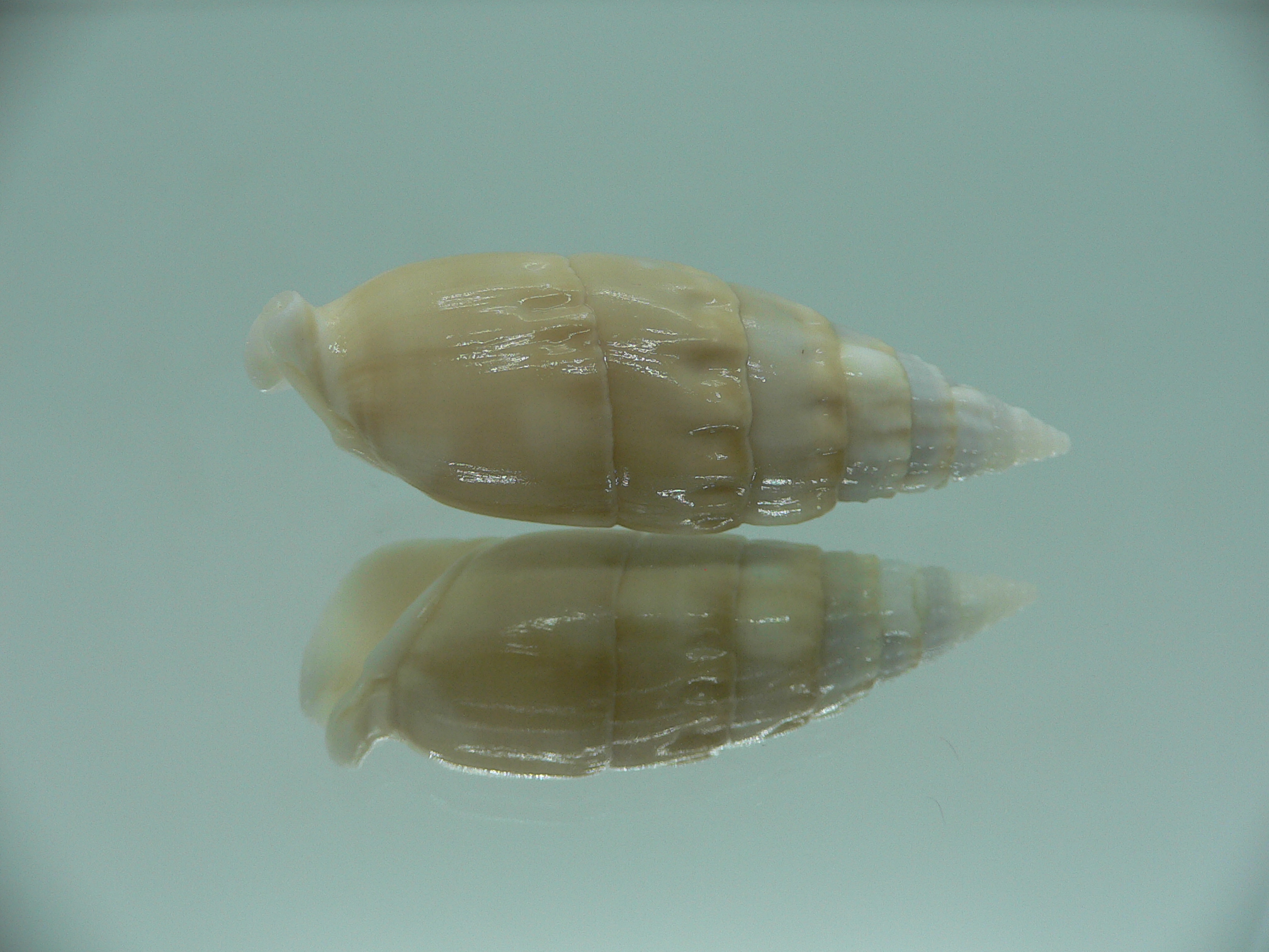 Rhinoclavis vertagus BEIGE