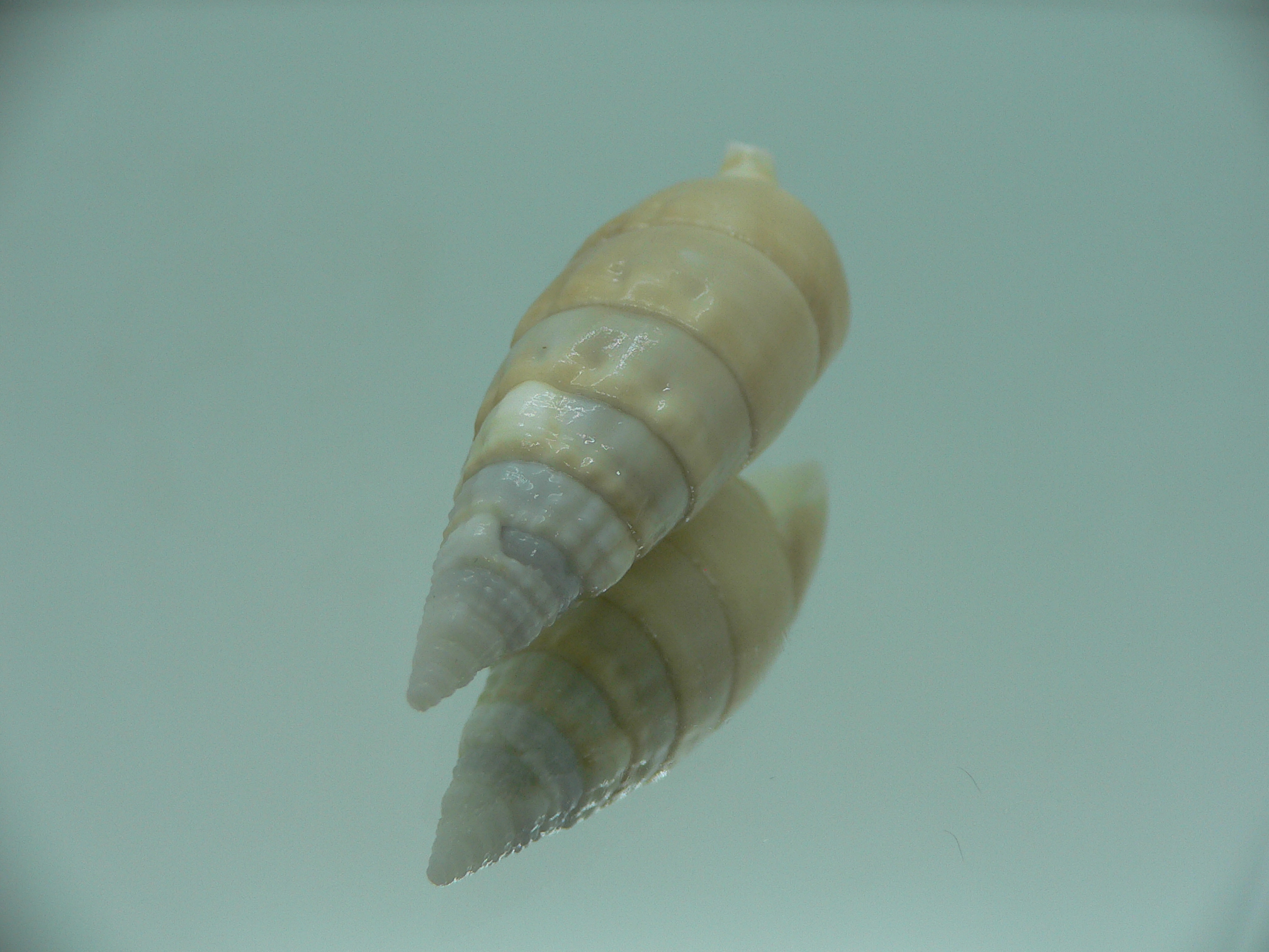 Rhinoclavis vertagus BEIGE