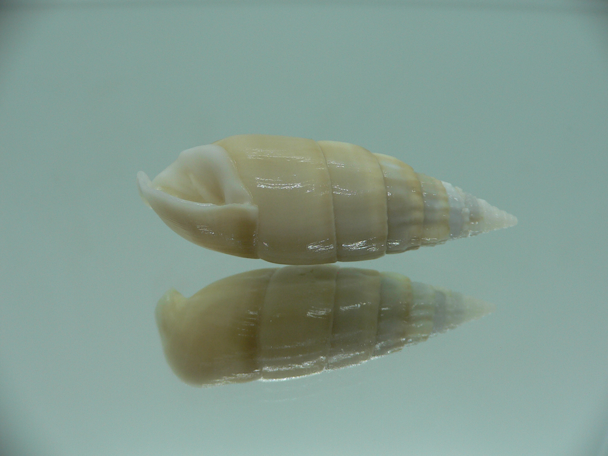 Rhinoclavis vertagus BEIGE