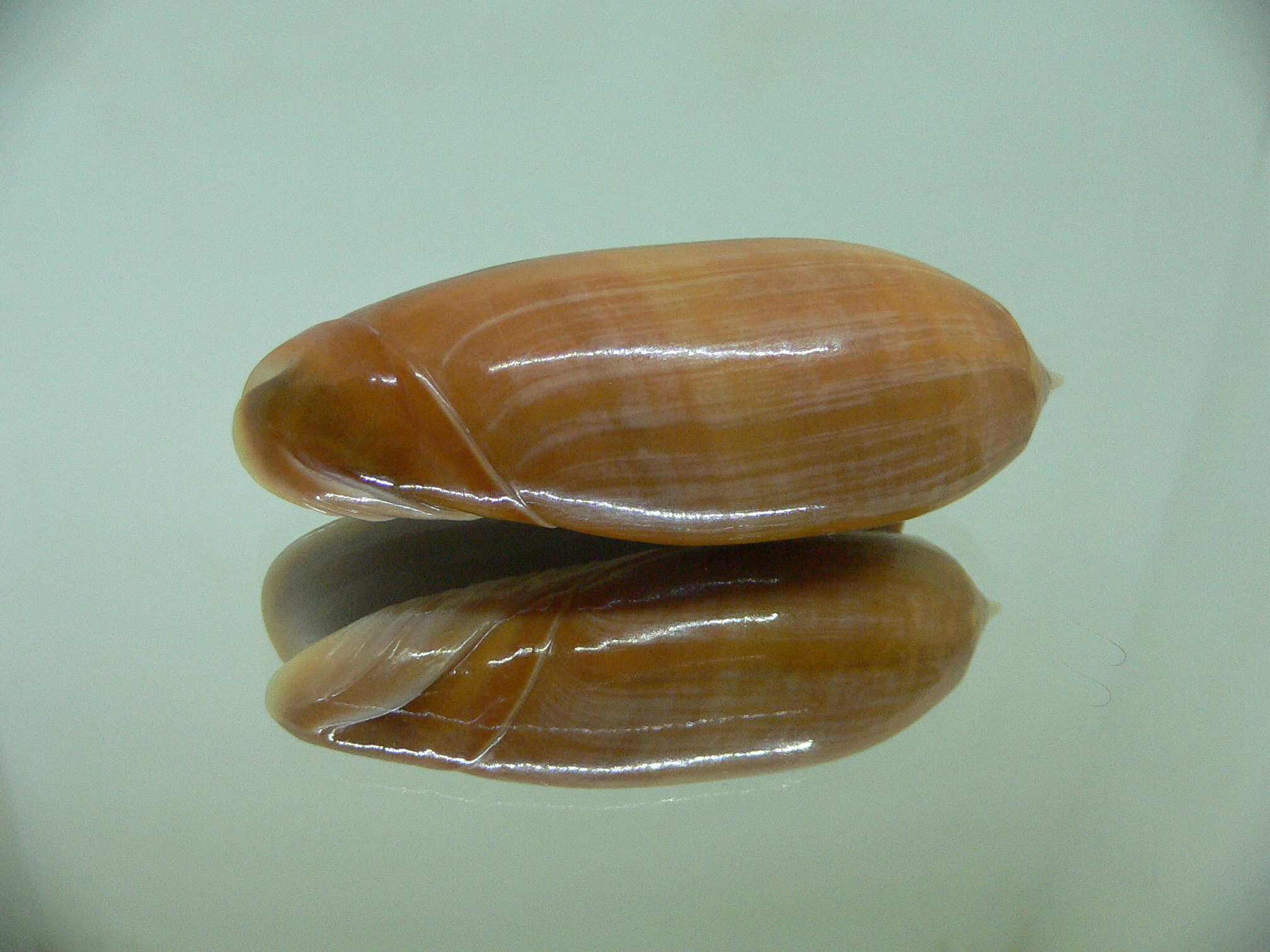 Oliva irisans concinna (var.) RUSTY