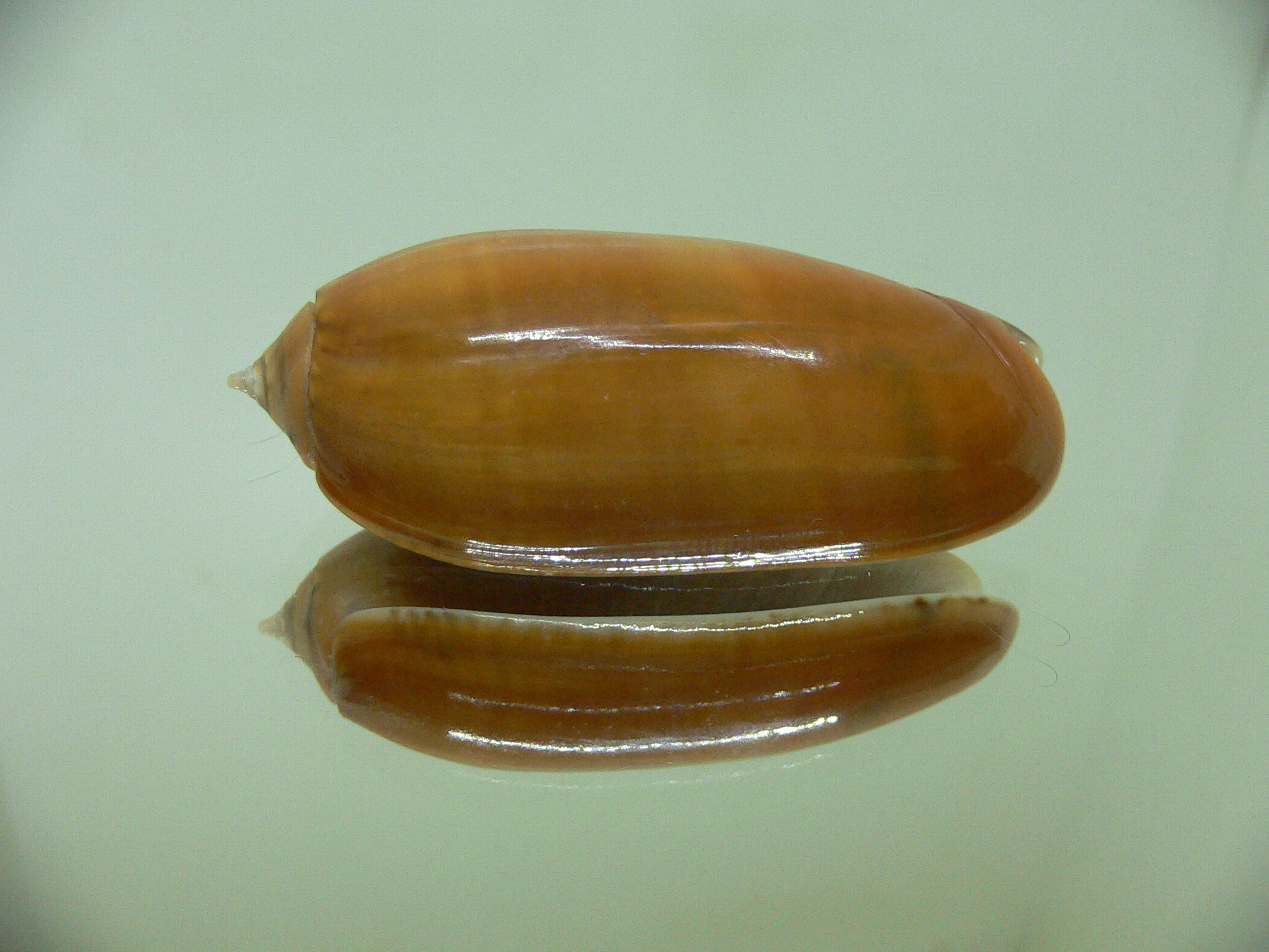 Oliva irisans concinna (var.) RUSTY