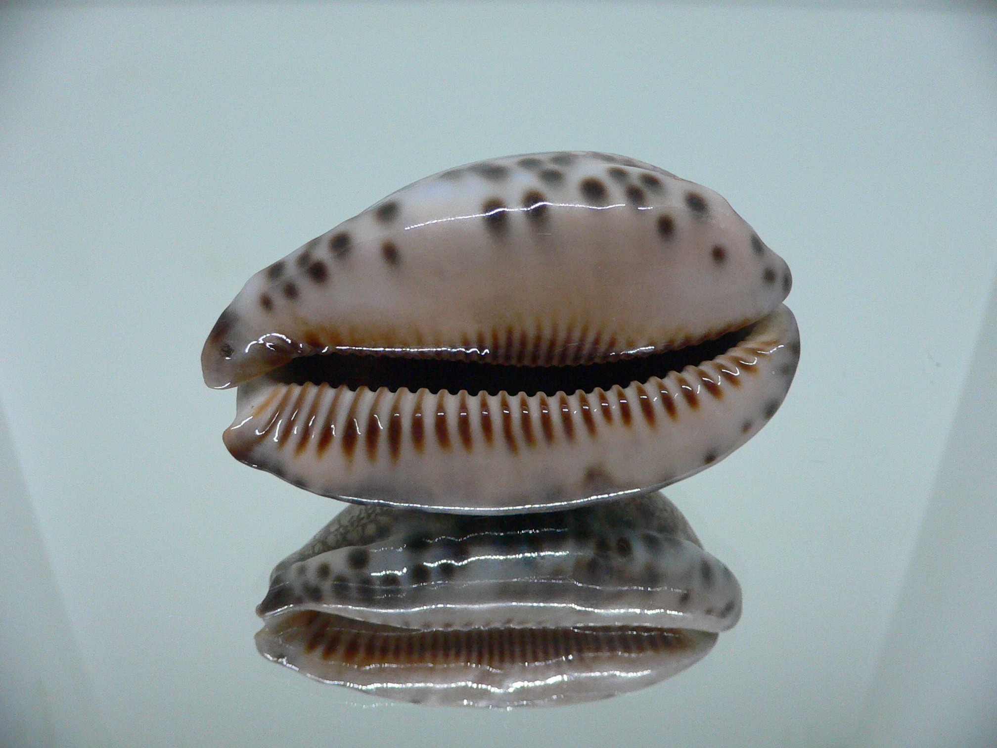 Cypraea arabica (cf. nhatrangensis)