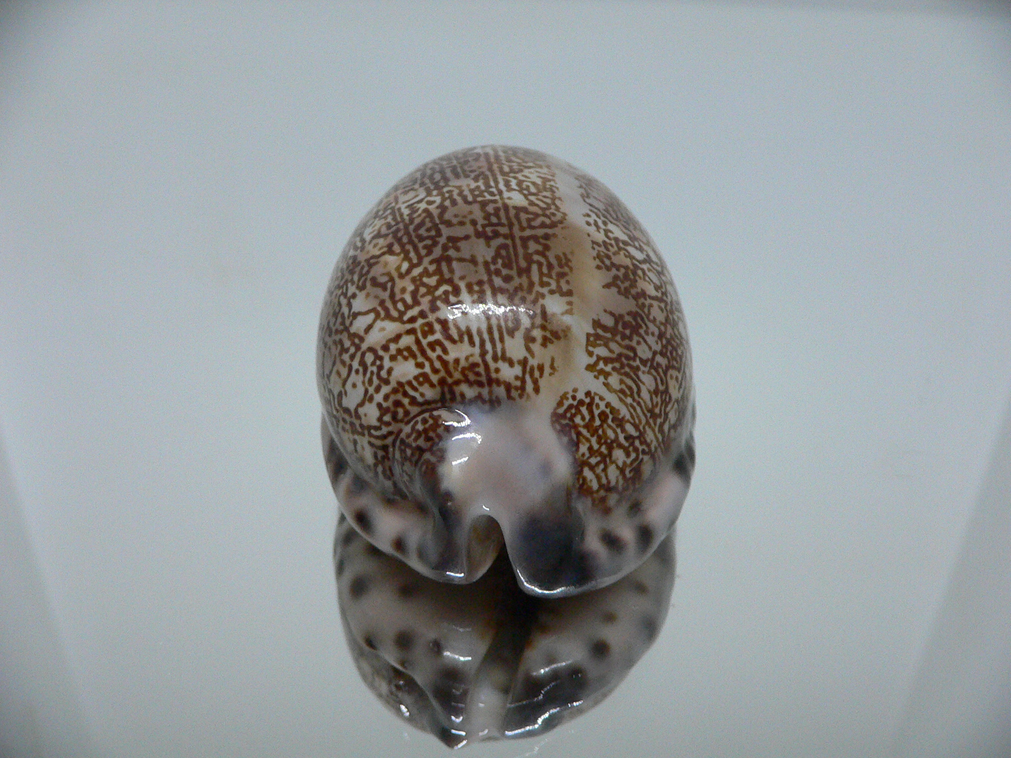 Cypraea arabica (cf. nhatrangensis)
