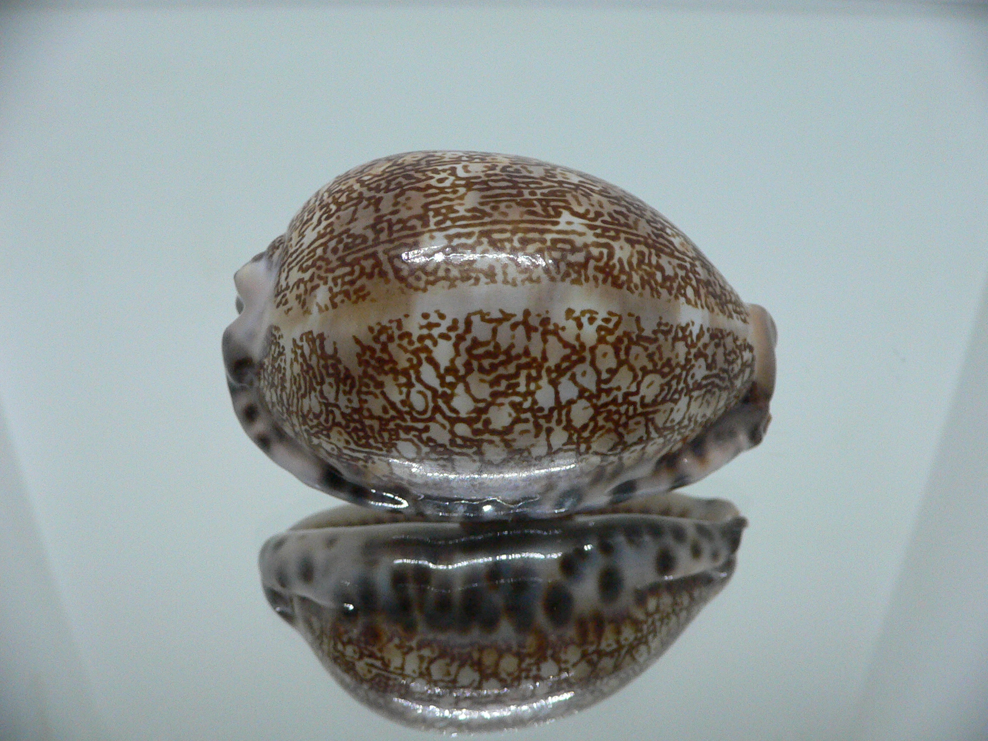 Cypraea arabica (cf. nhatrangensis)